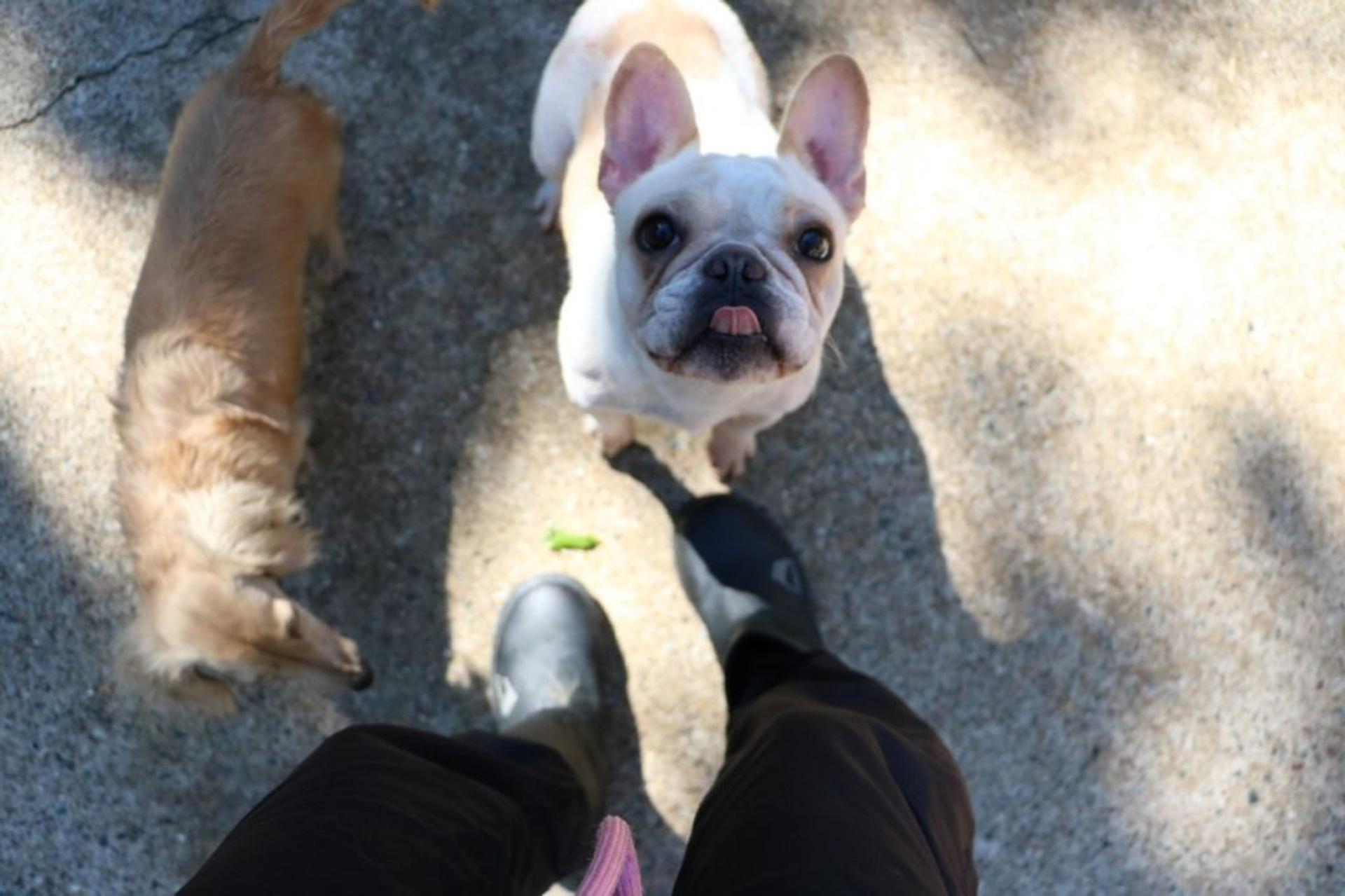 pet-image-3