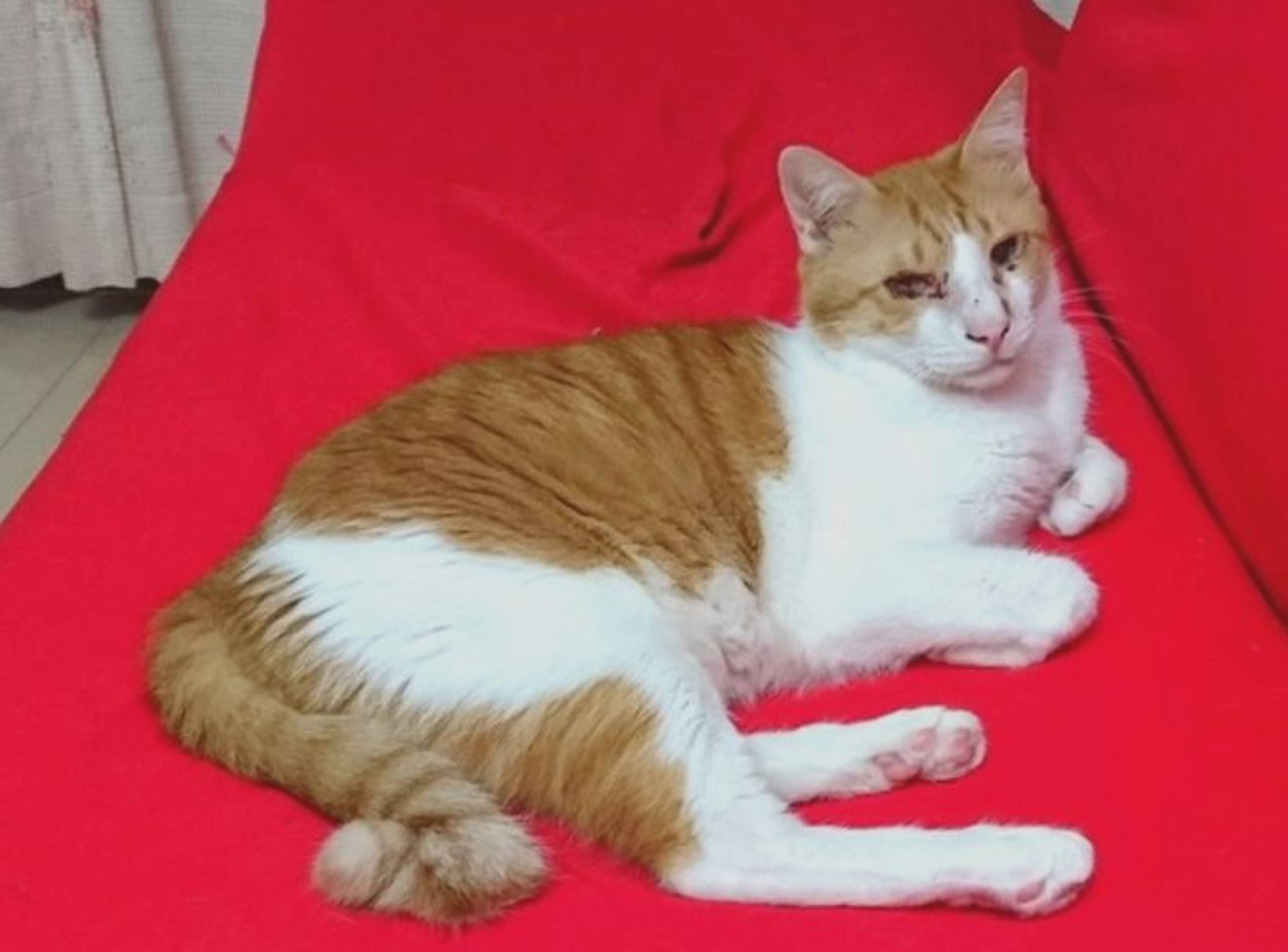 雑種（ミックス猫）・オスの里親募集の写真