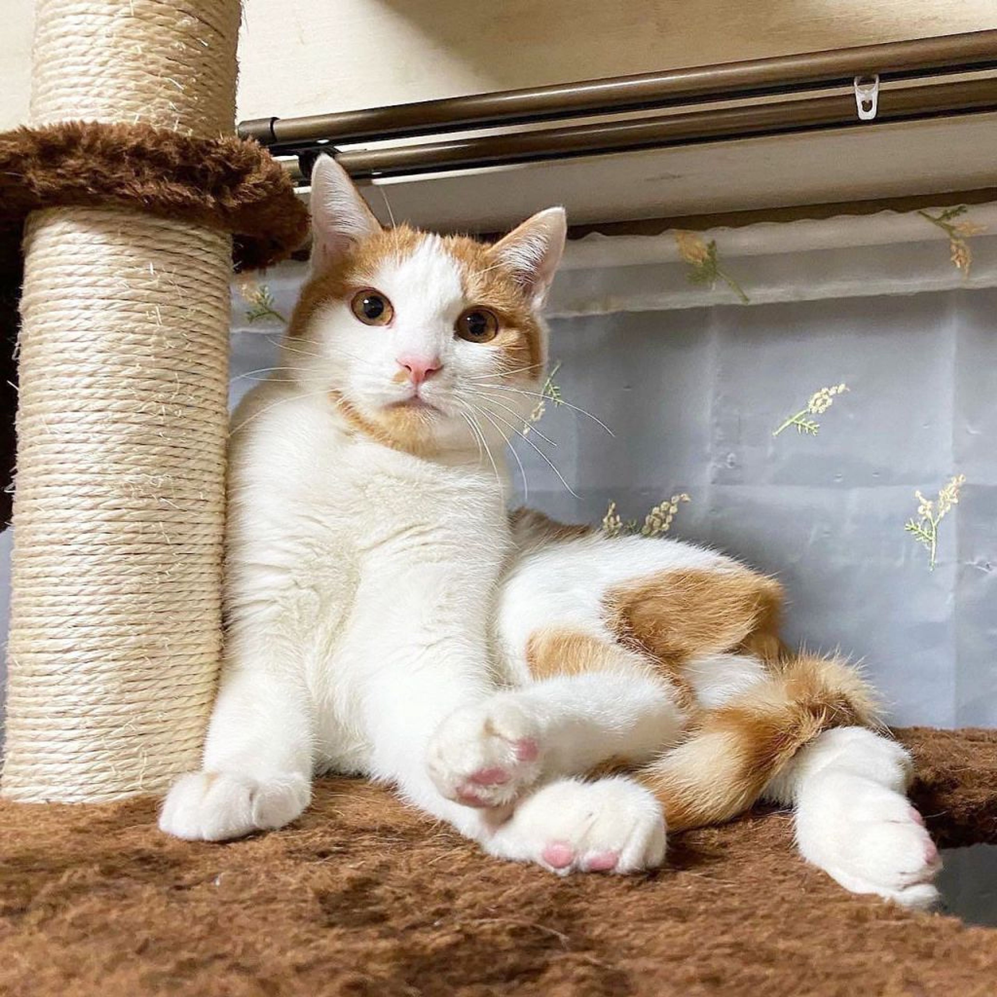 雑種（ミックス猫）・オスの里親募集の写真