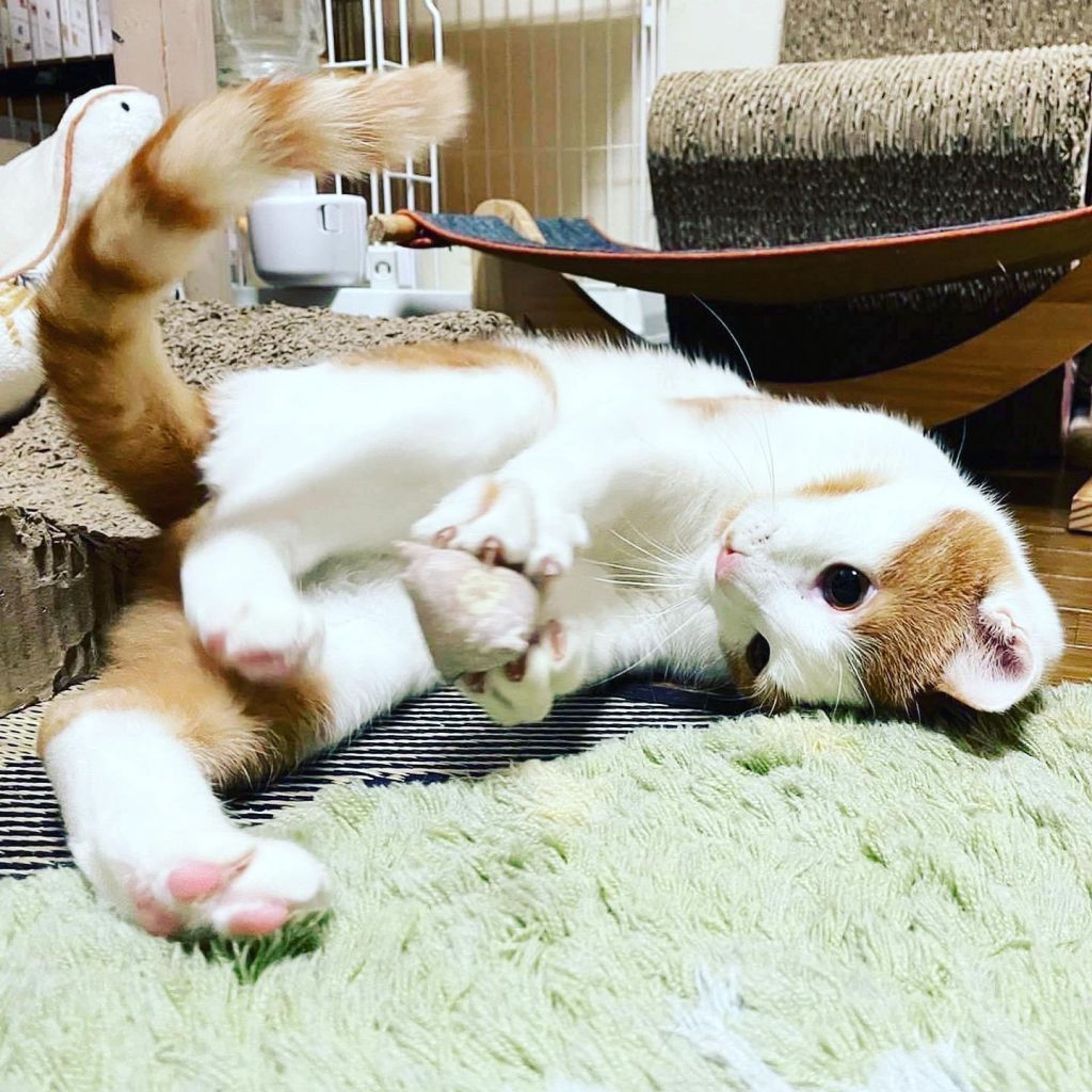 pet-image-2