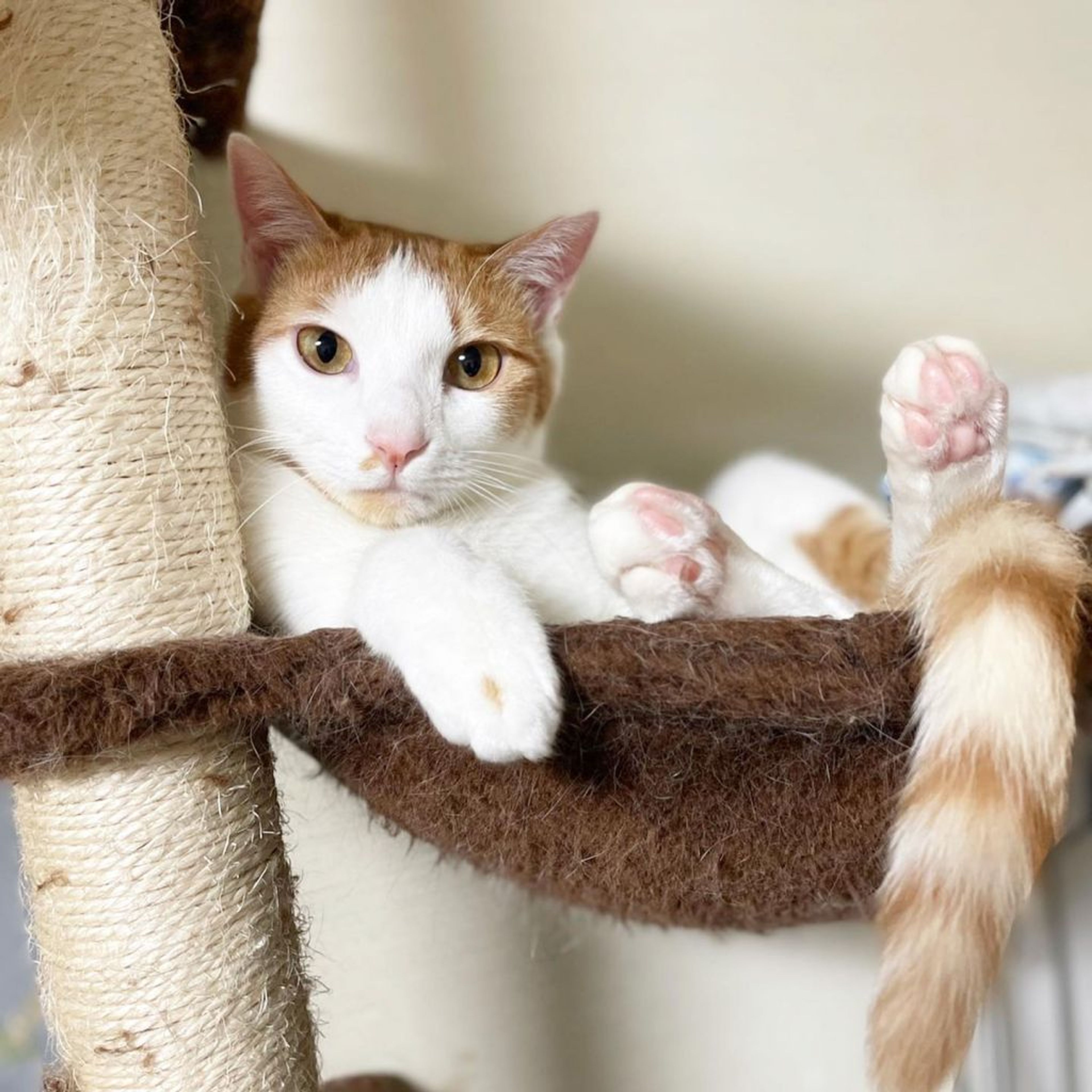 pet-image-3