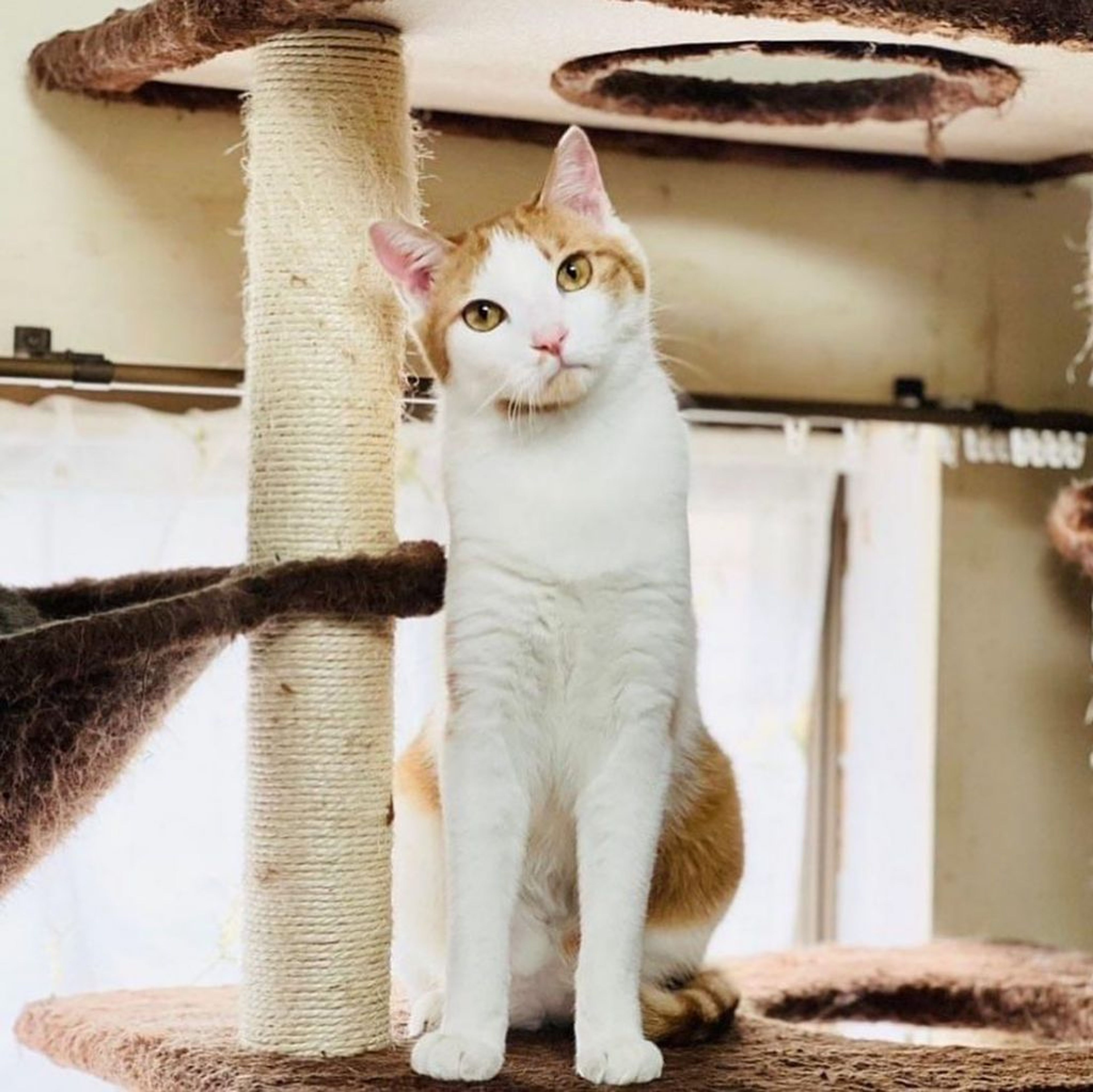 pet-image-4