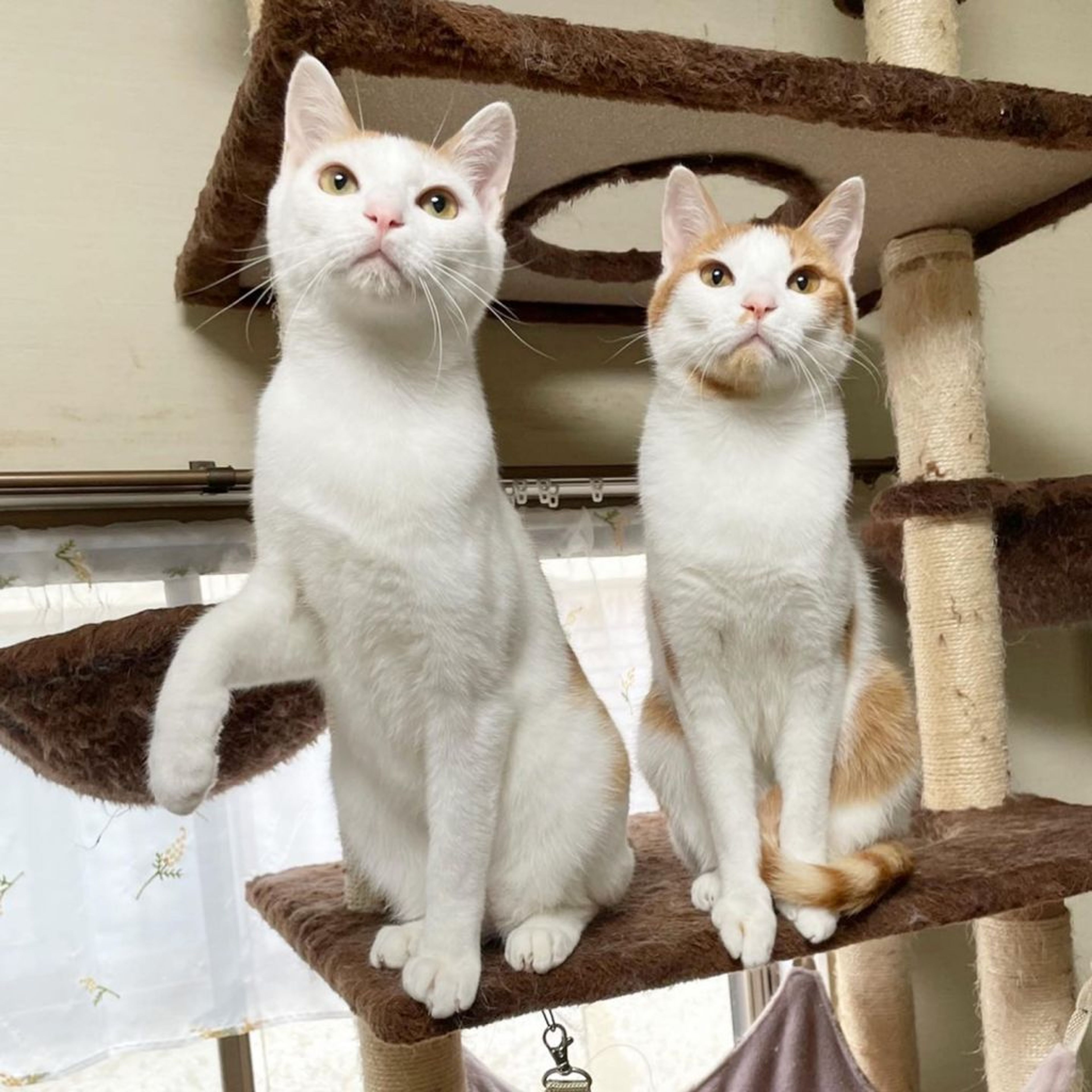 pet-image-6