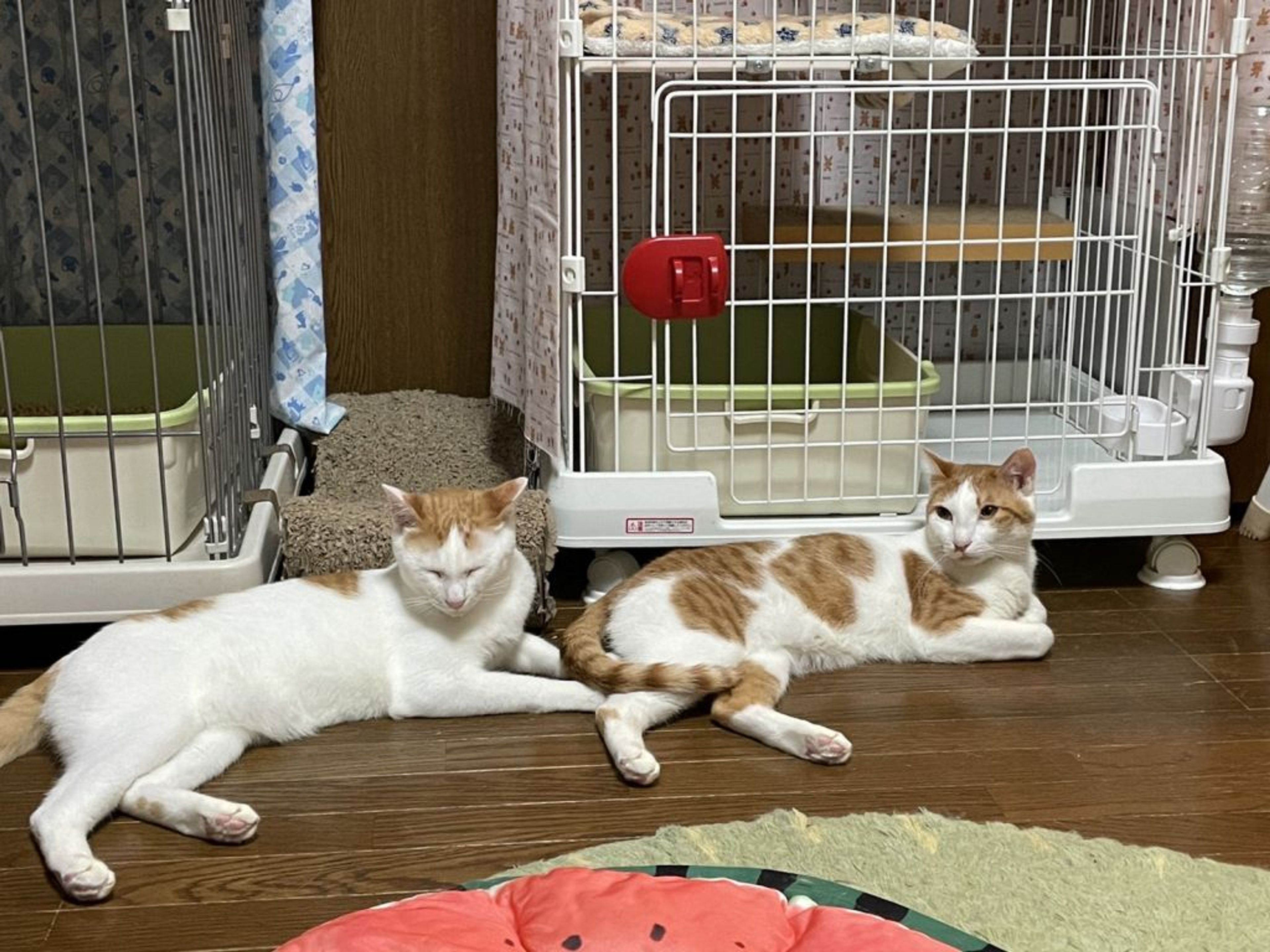 pet-image-8