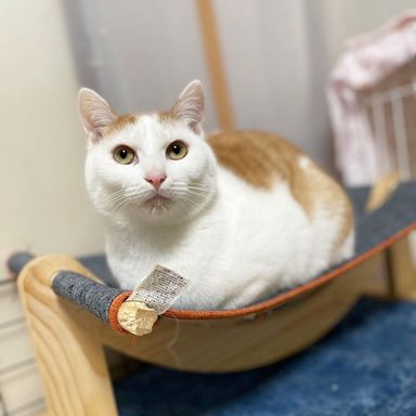 かえでの写真