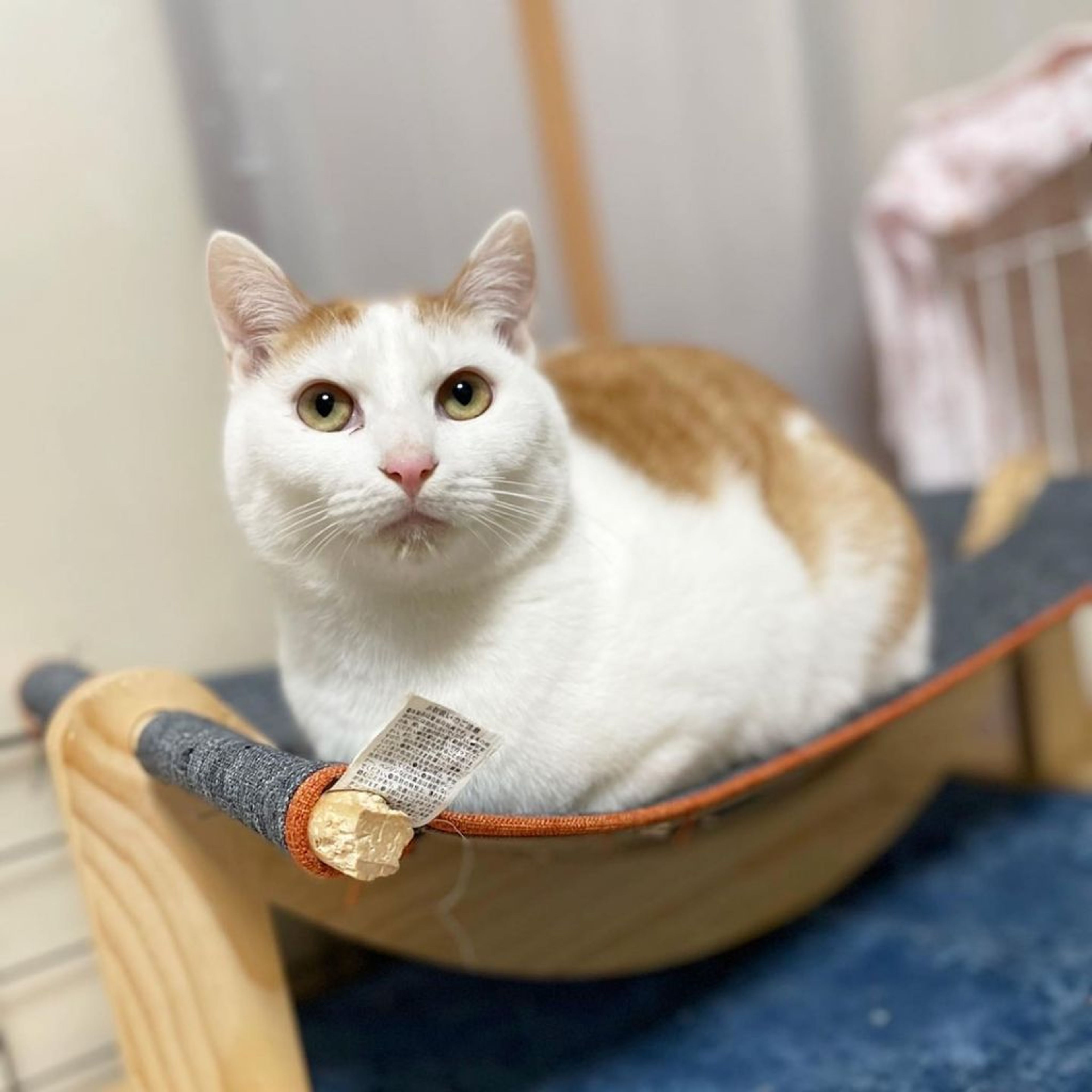 雑種（ミックス猫）・オスの里親募集の写真