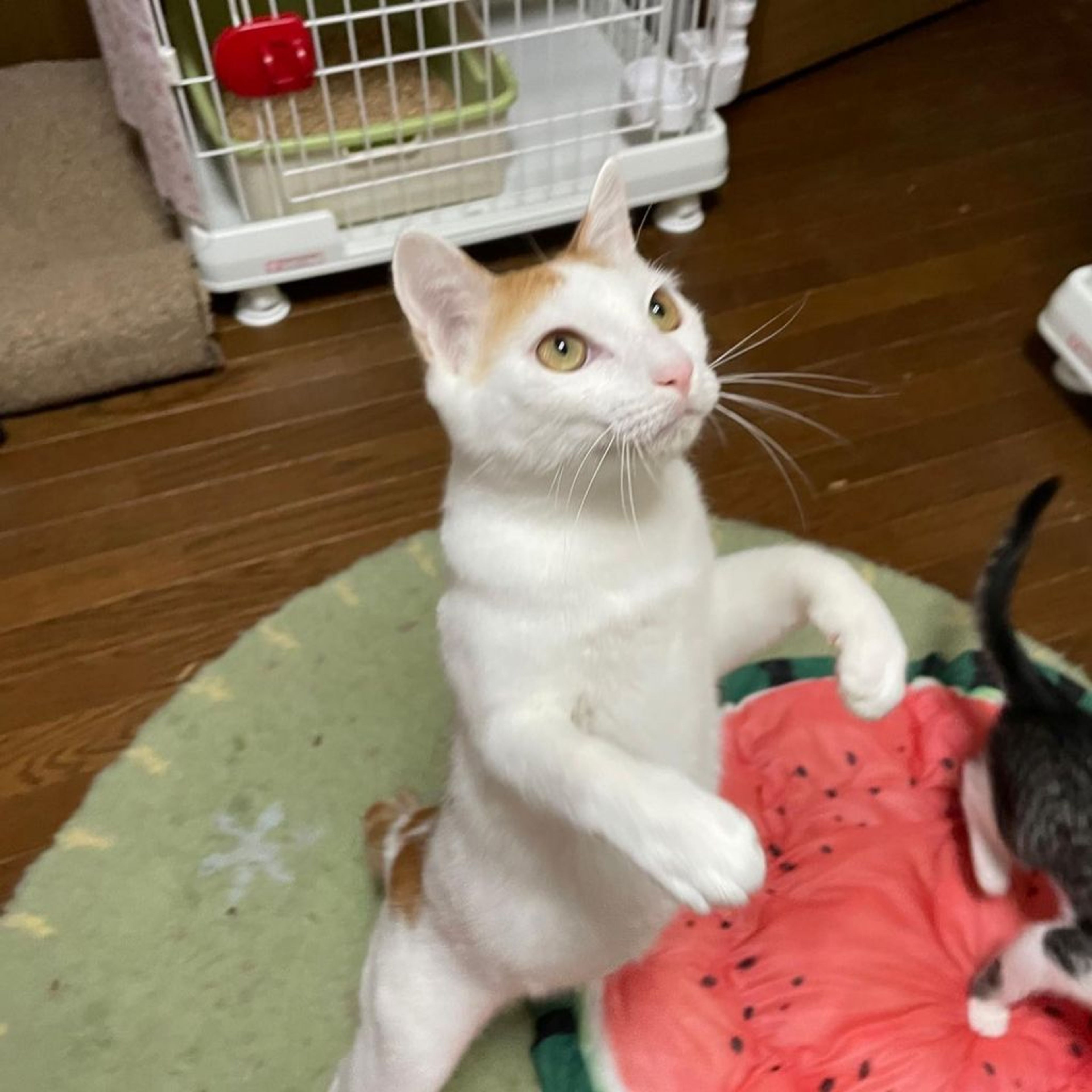 pet-image-2