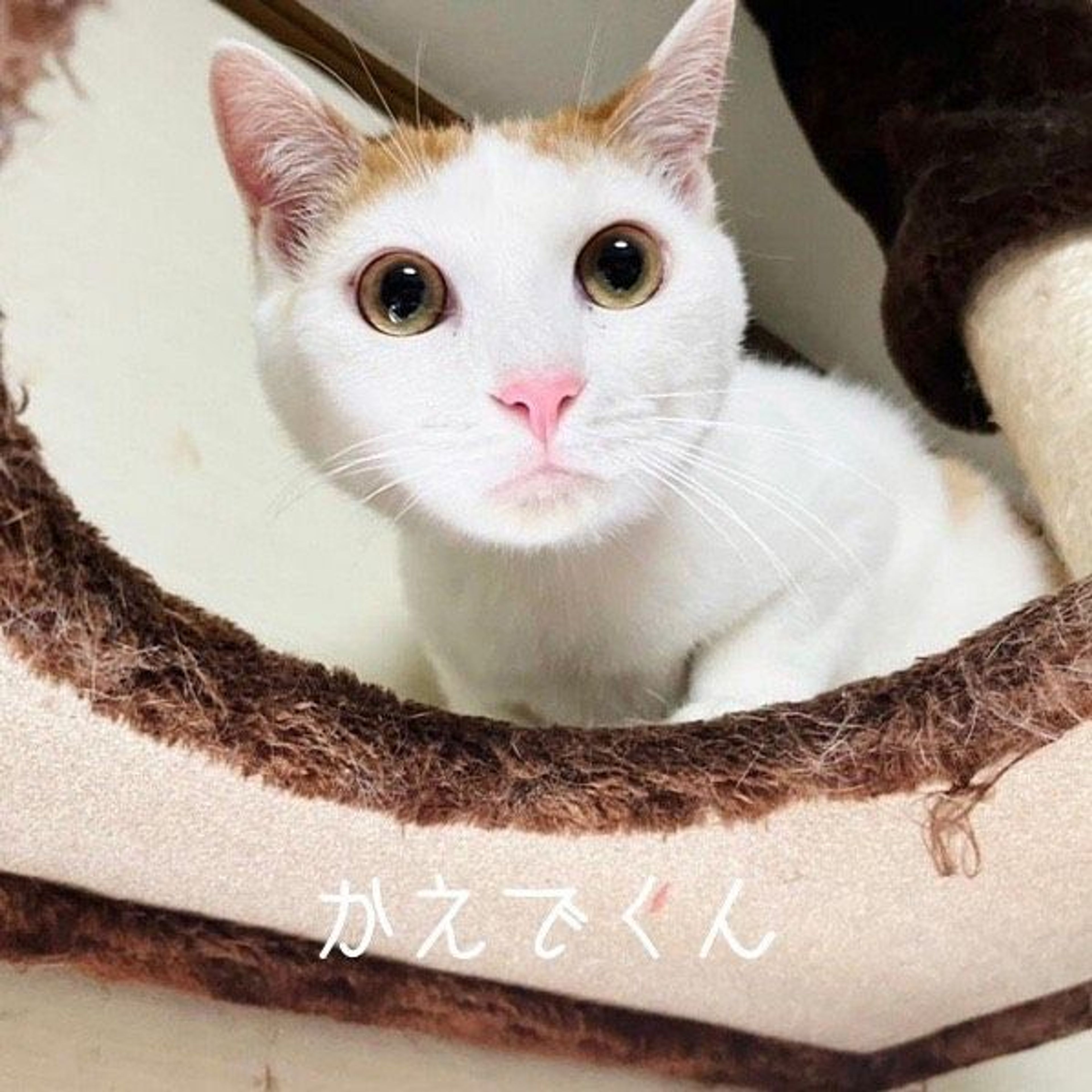 pet-image-4