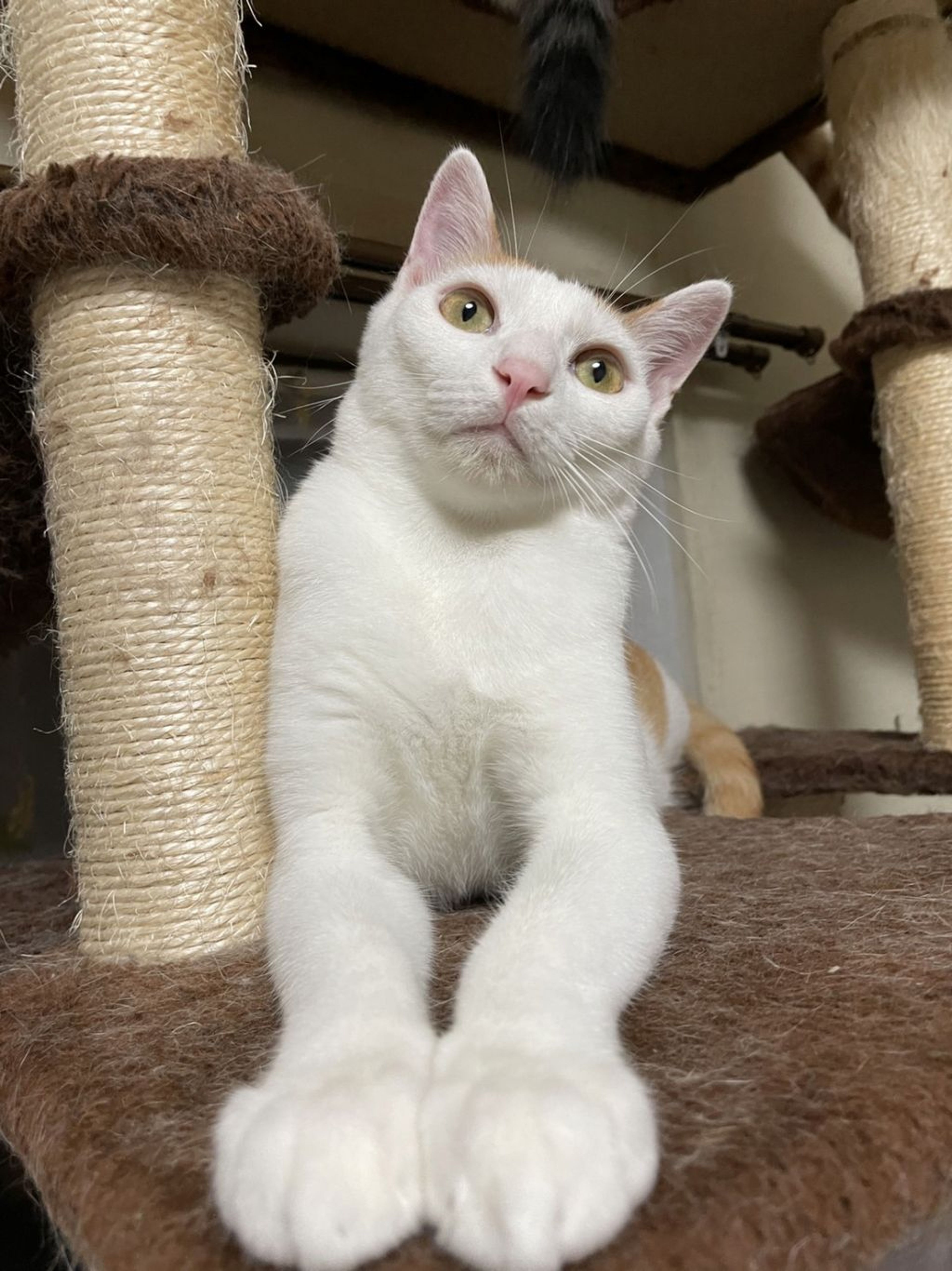 pet-image-5