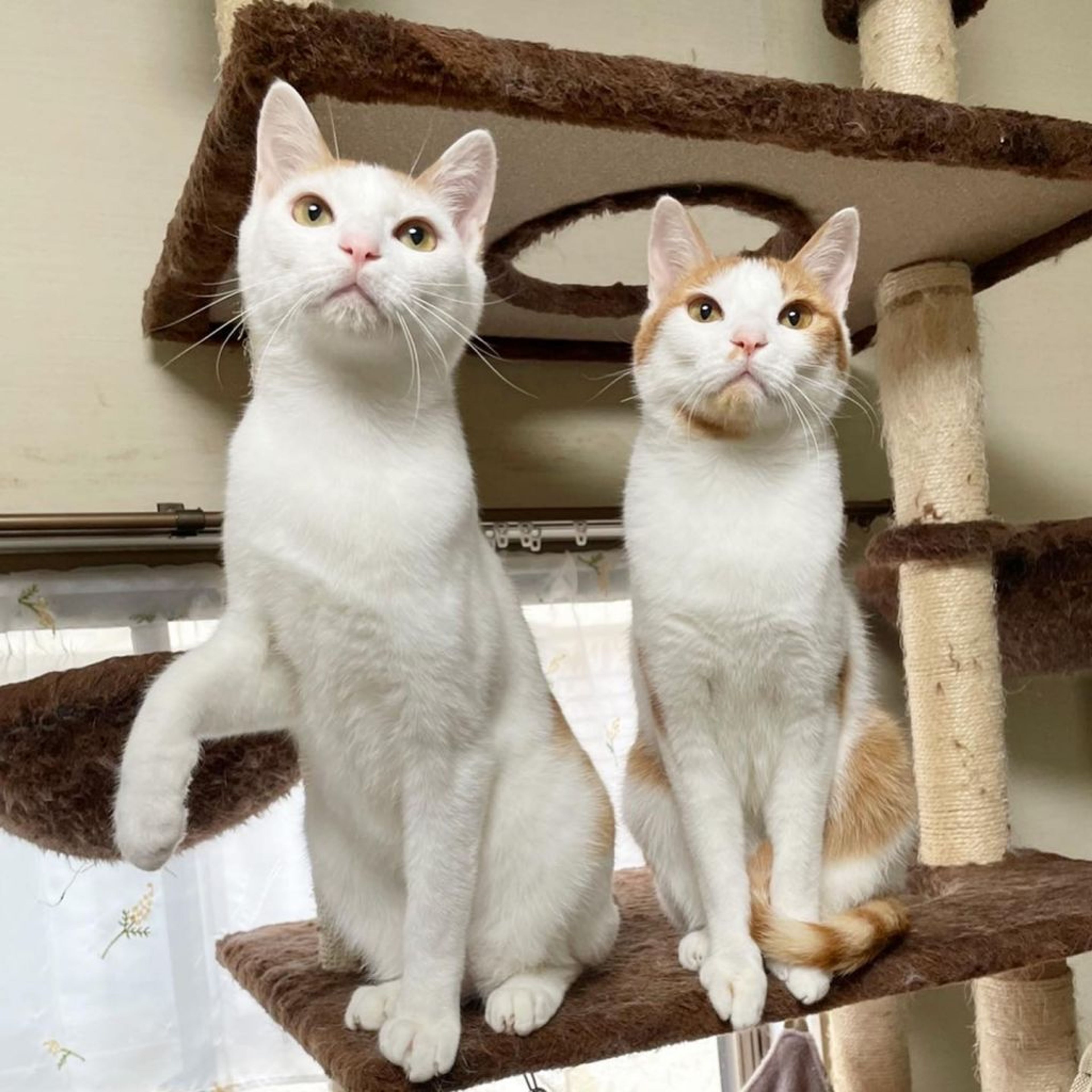 pet-image-6