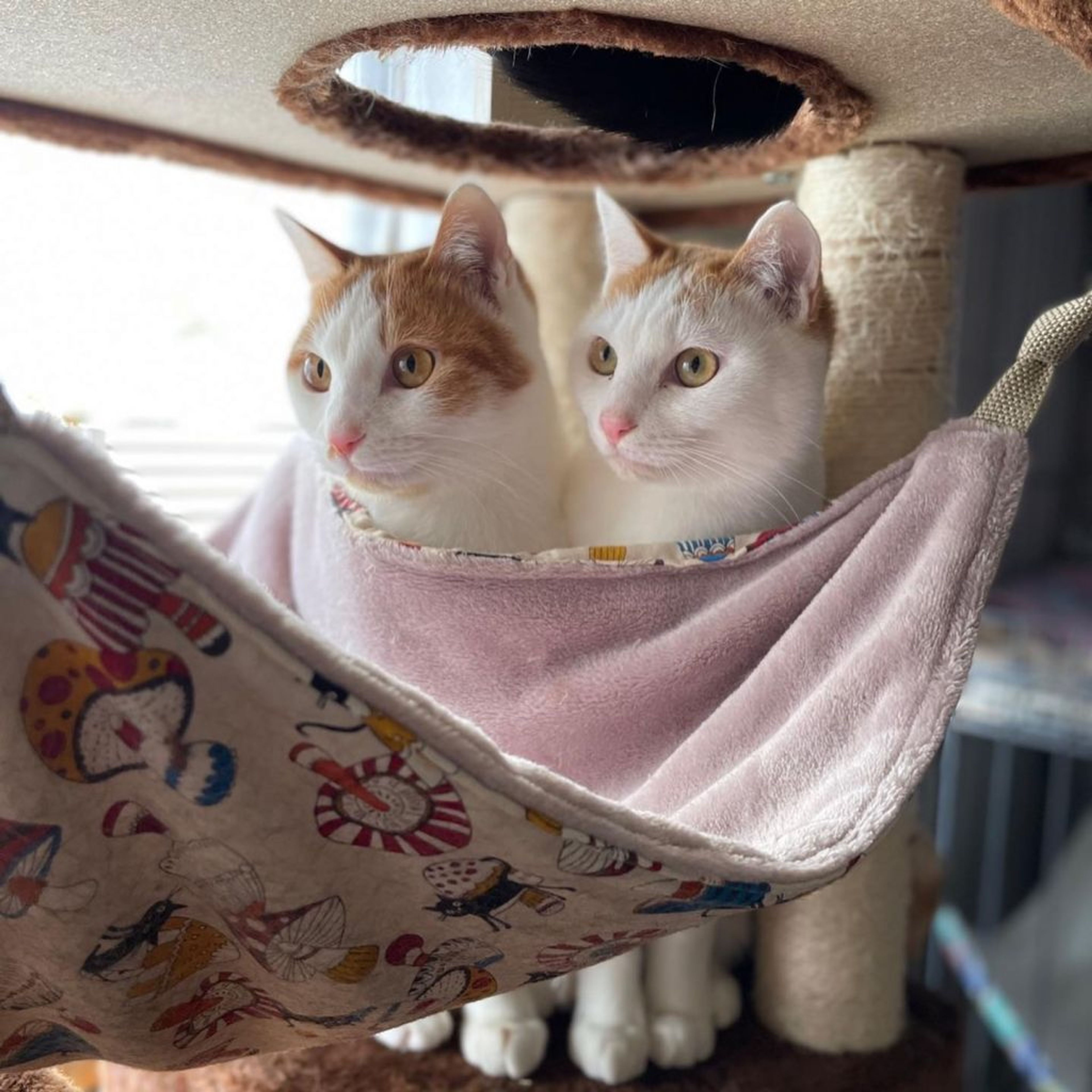 pet-image-7
