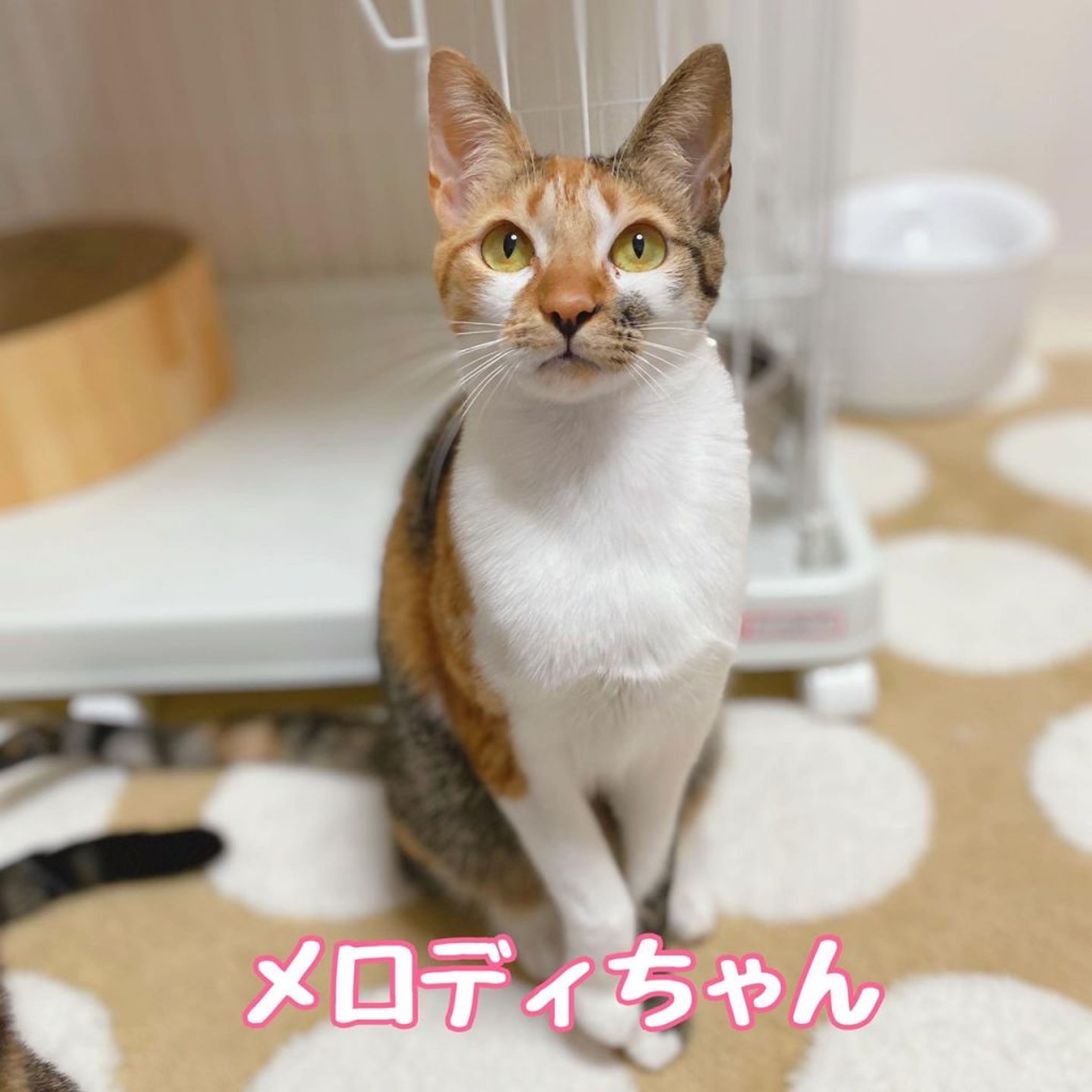 雑種（ミックス猫）・メスの里親募集の写真
