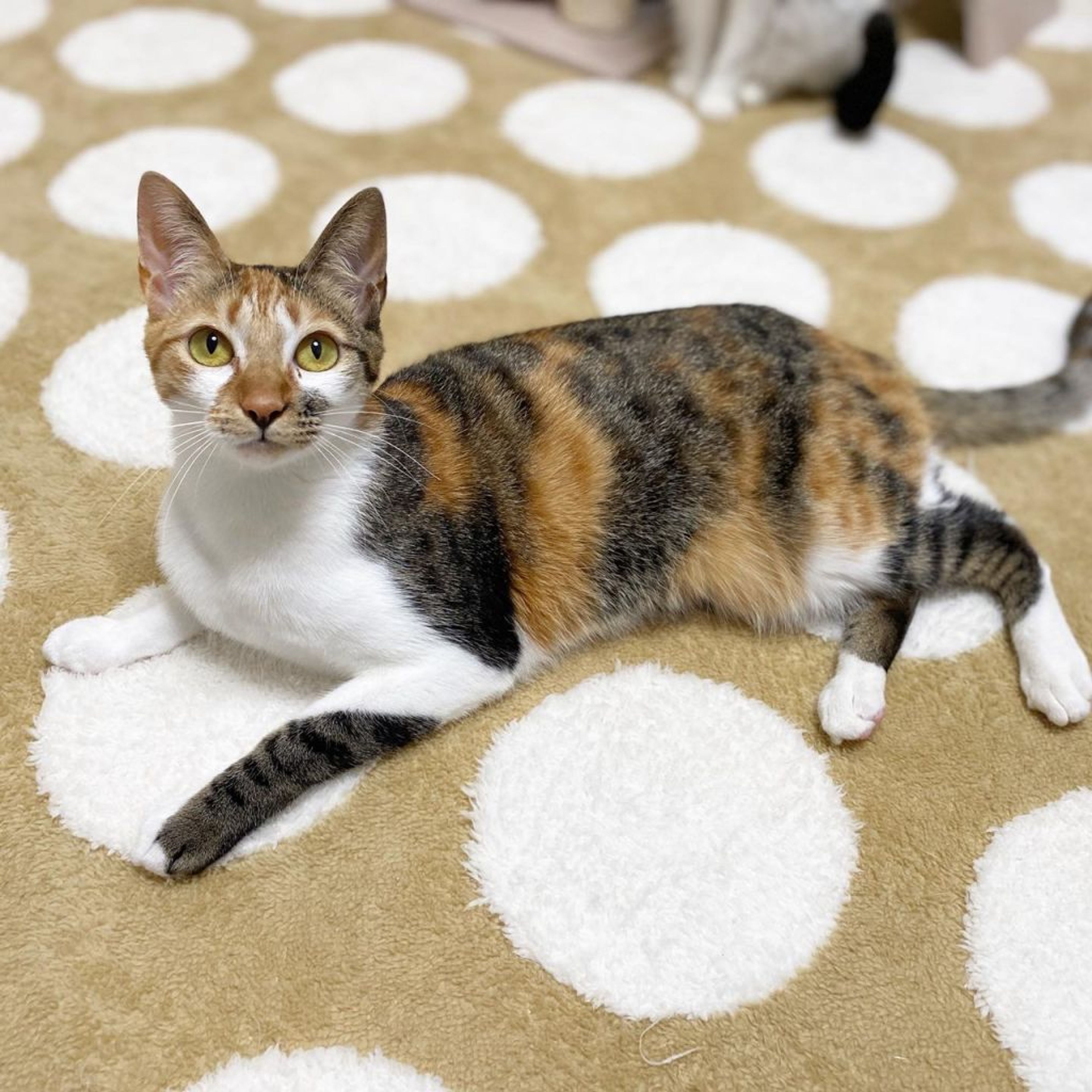 pet-image-2