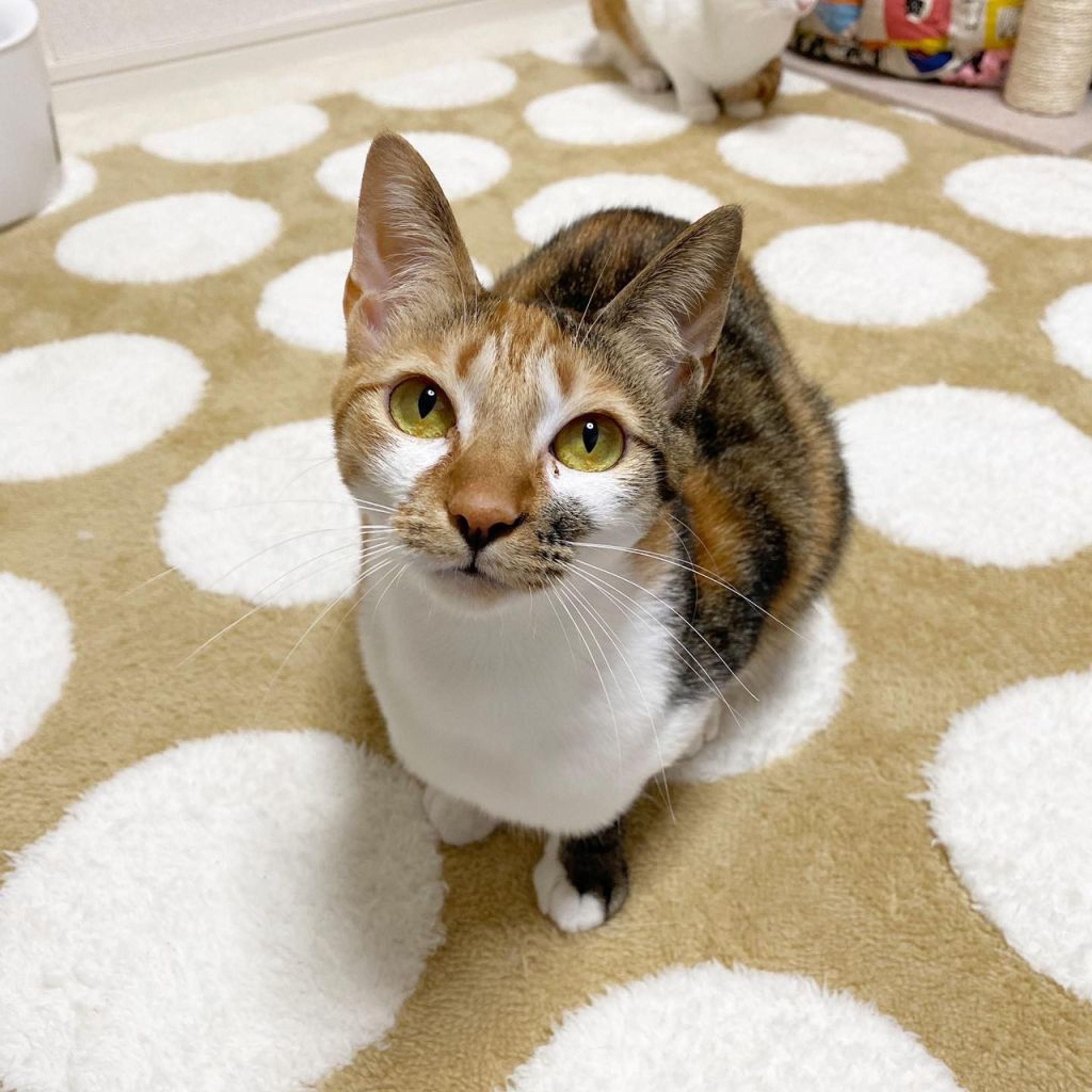 pet-image-3