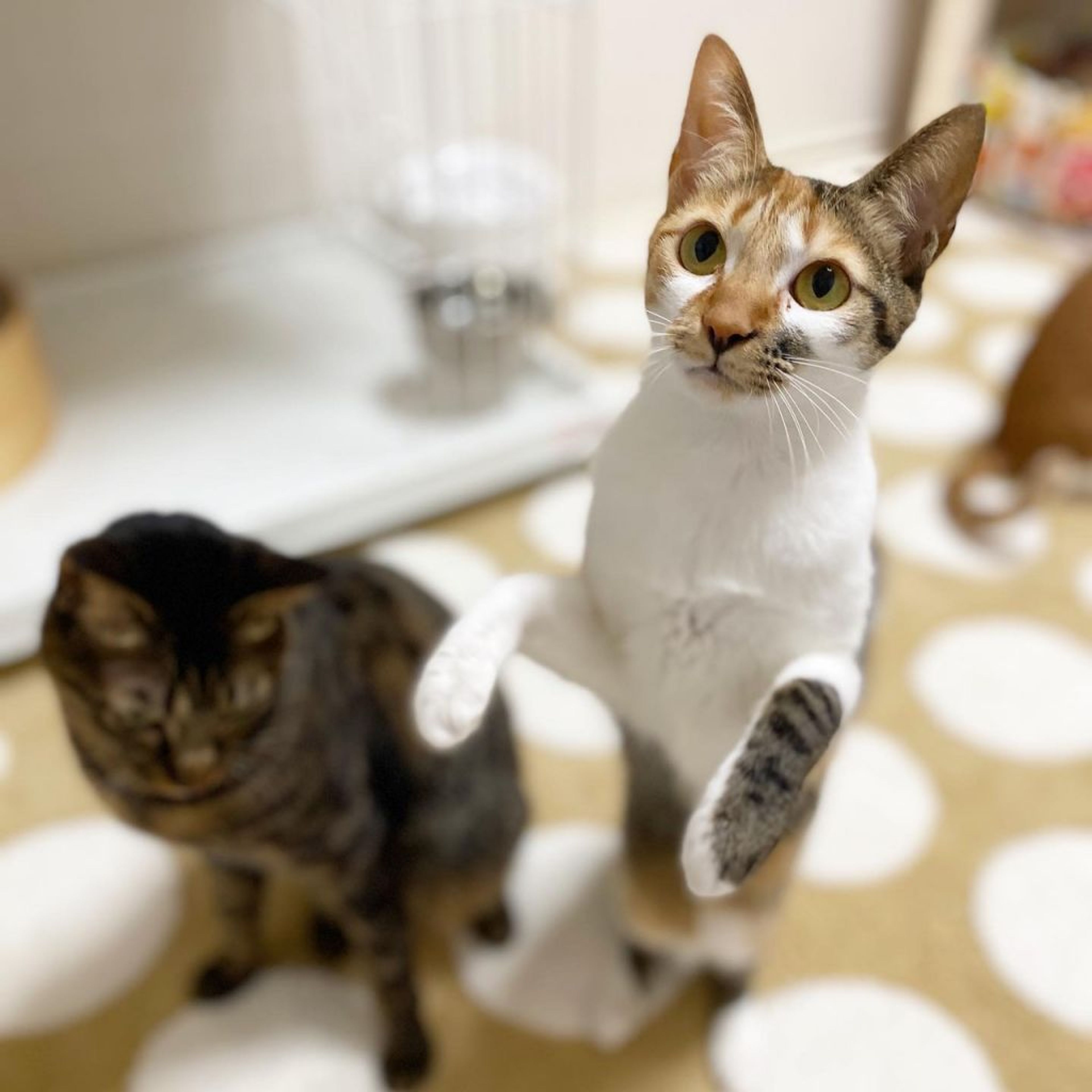 pet-image-4