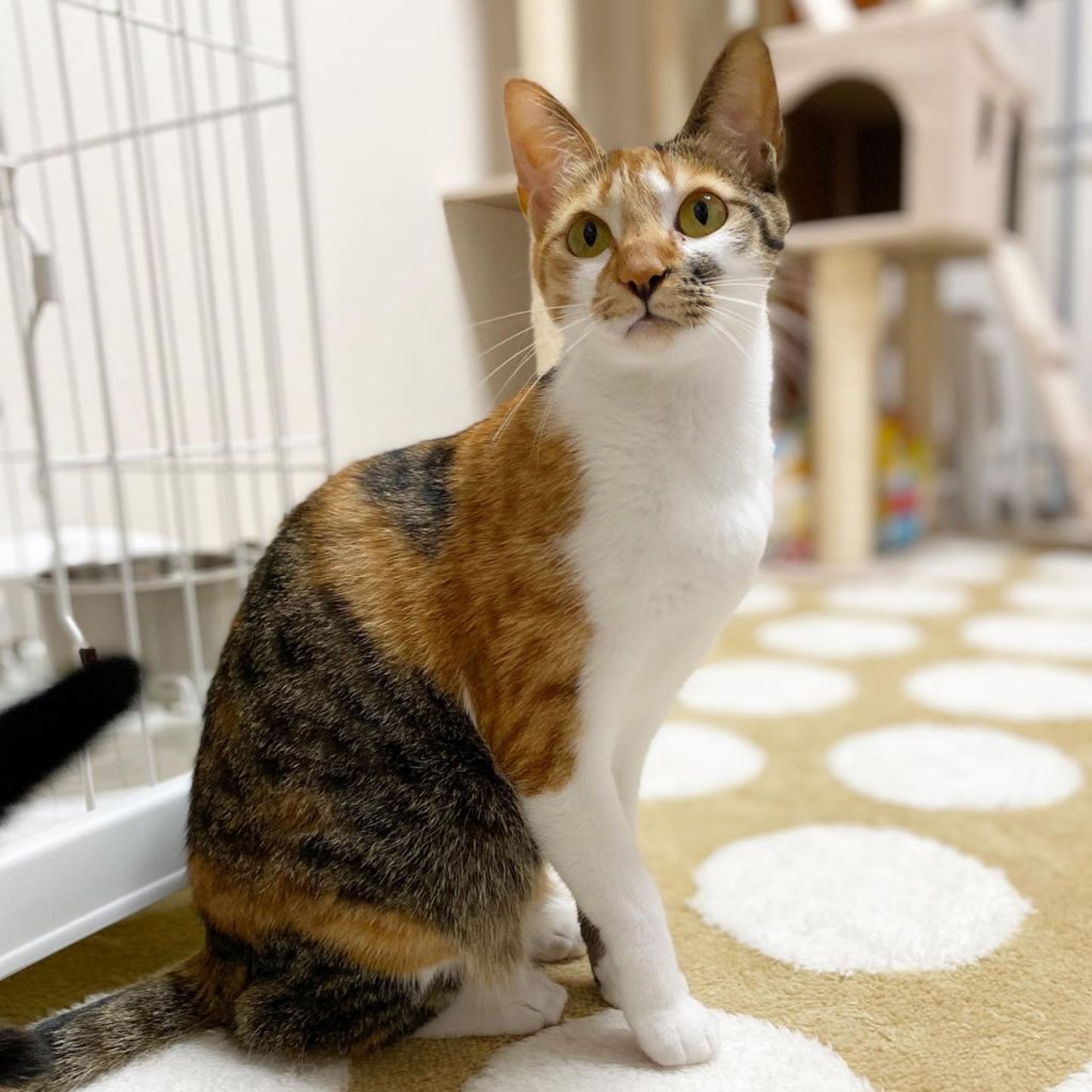 pet-image-5