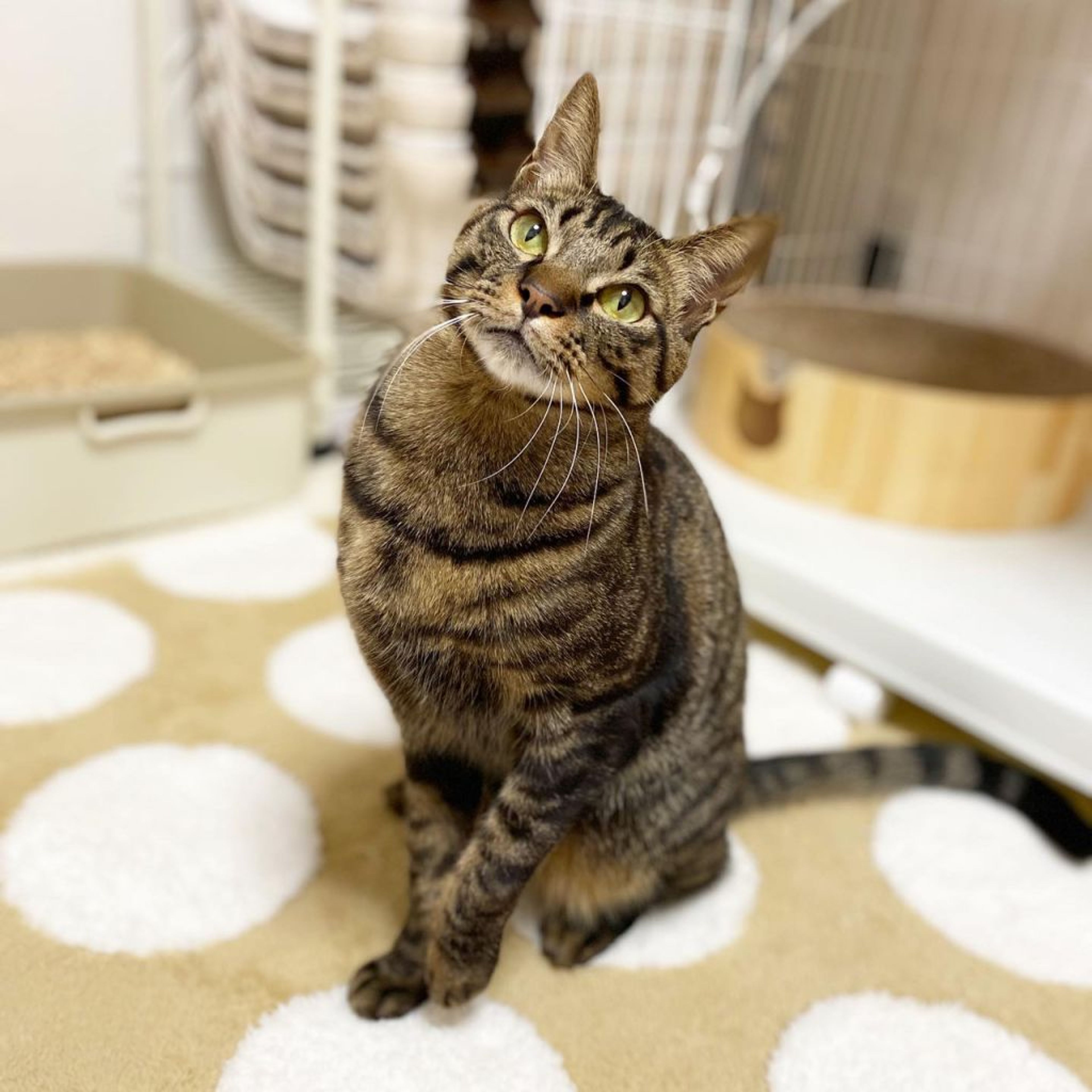 pet-image-3