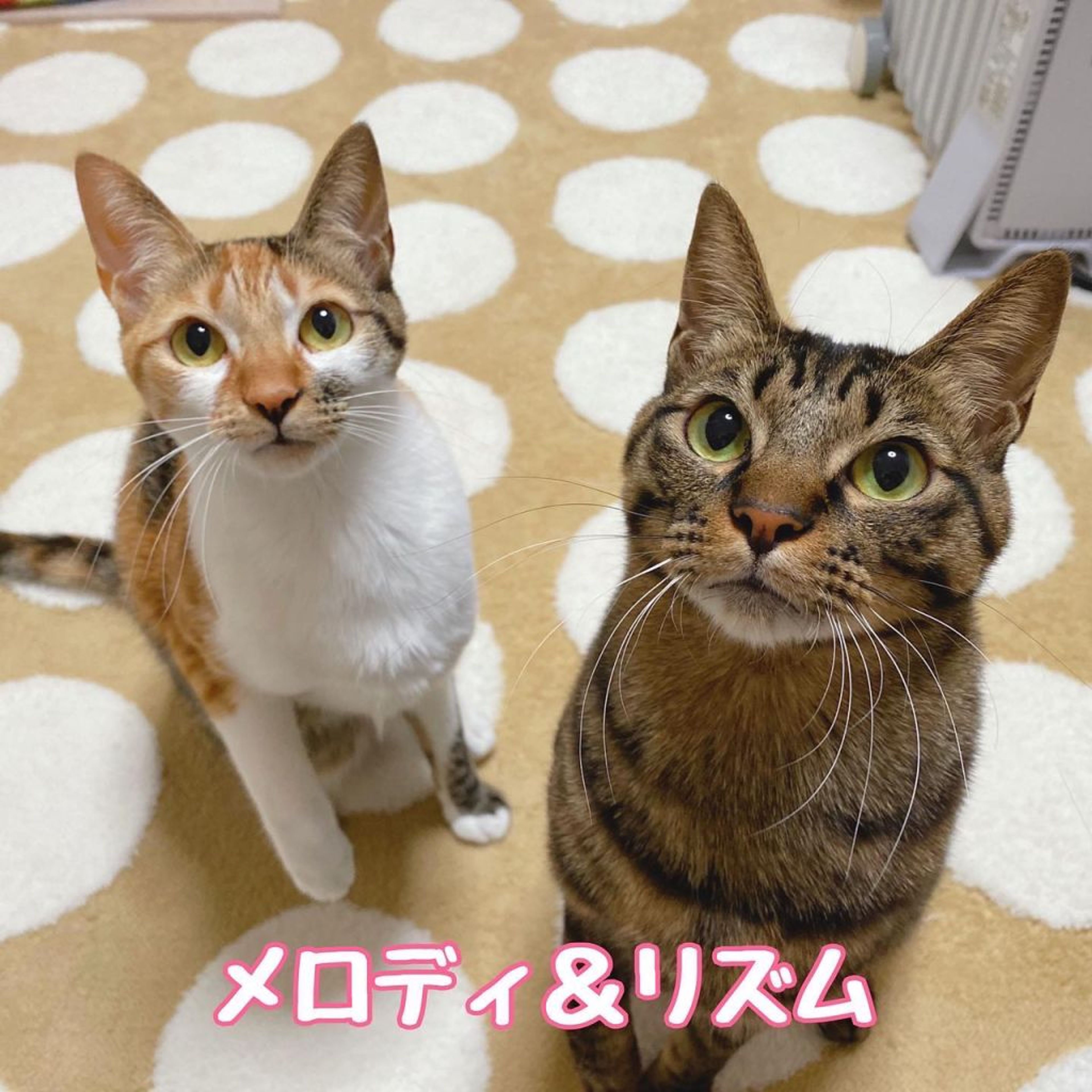pet-image-5