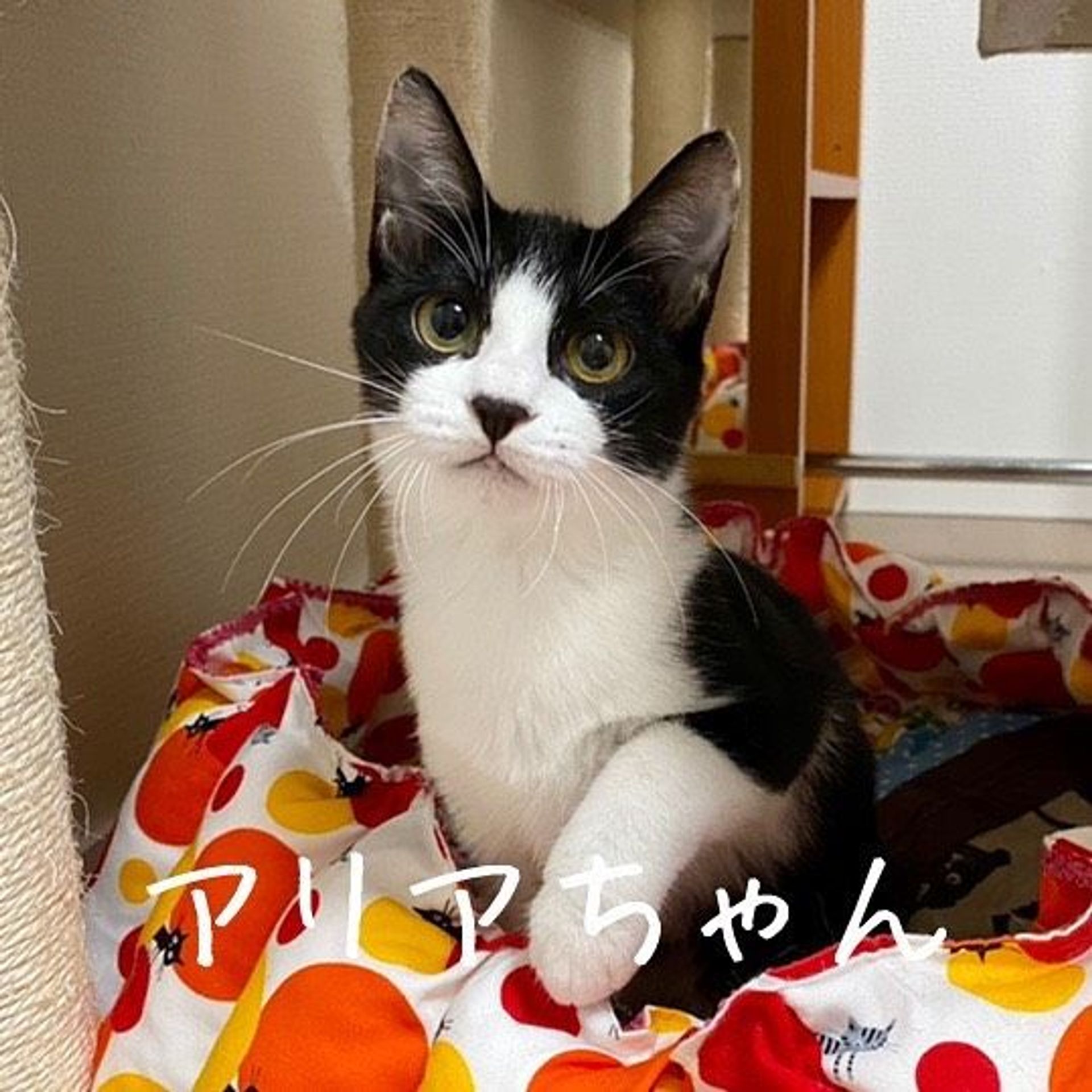 雑種（ミックス猫）・メスの里親募集の写真