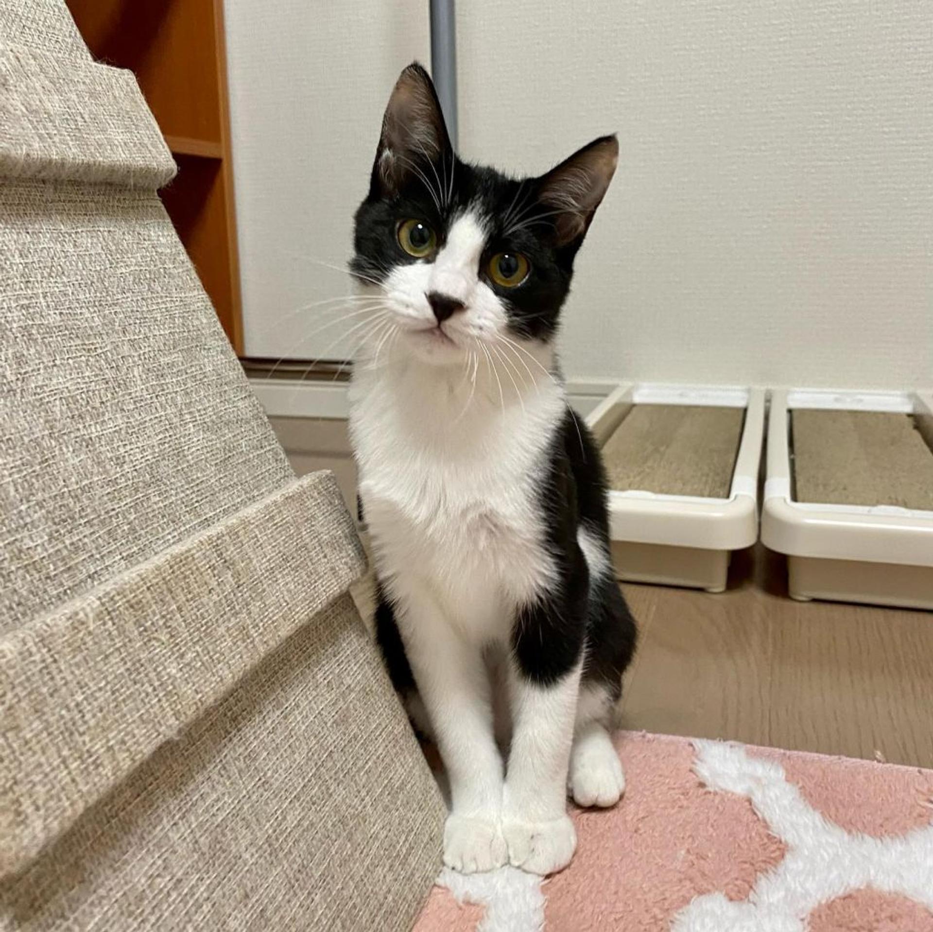 pet-image-2