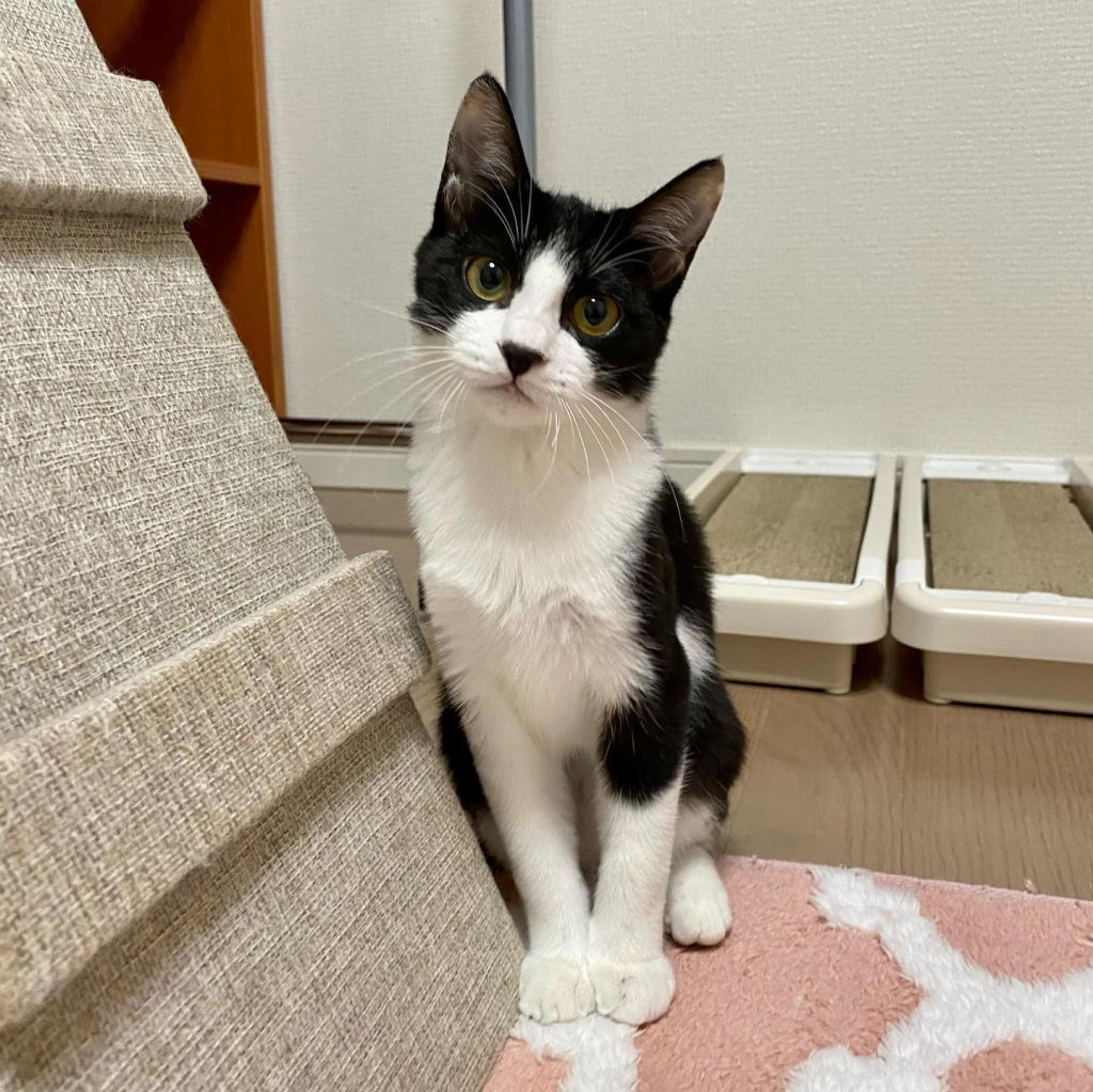 pet-image-2