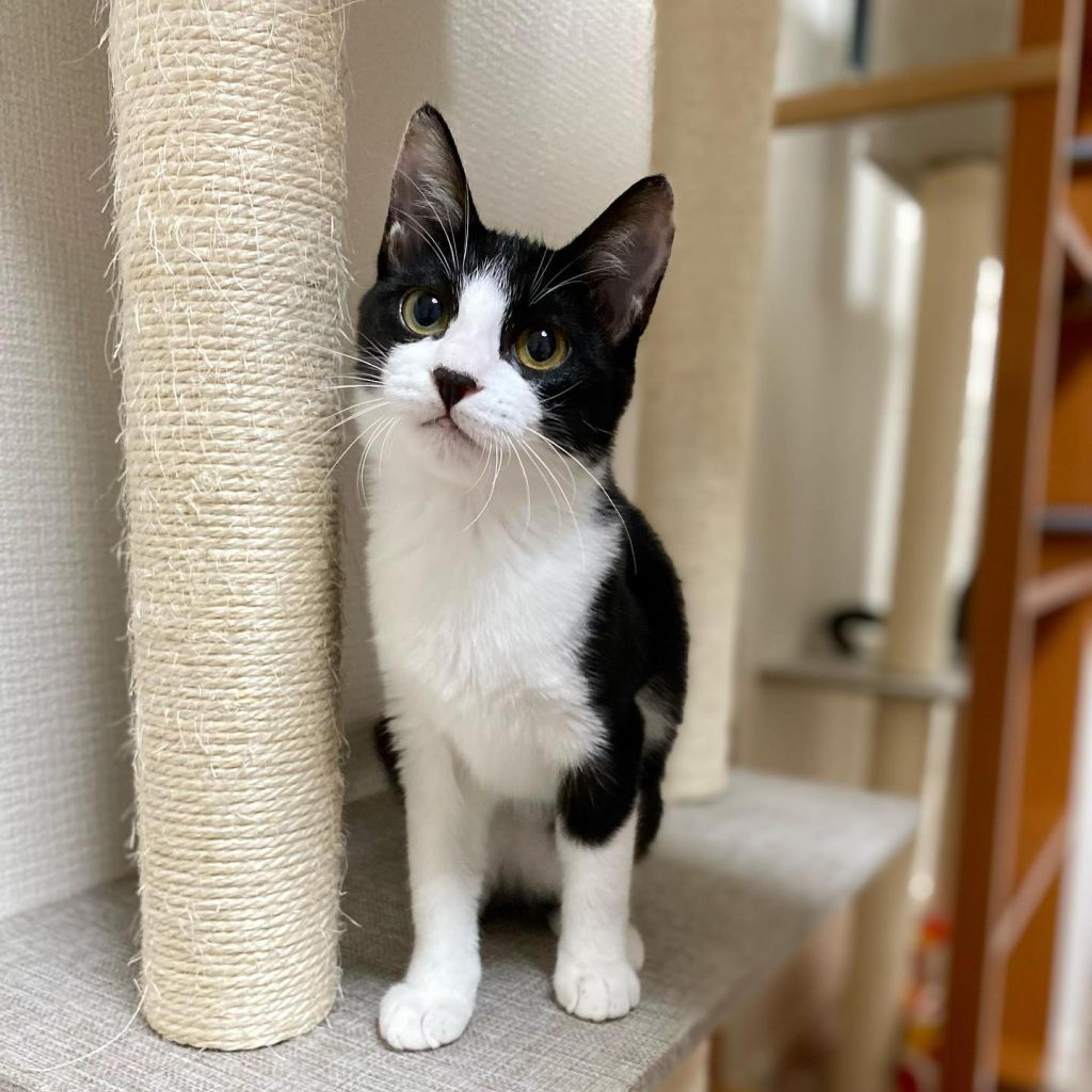 pet-image-3