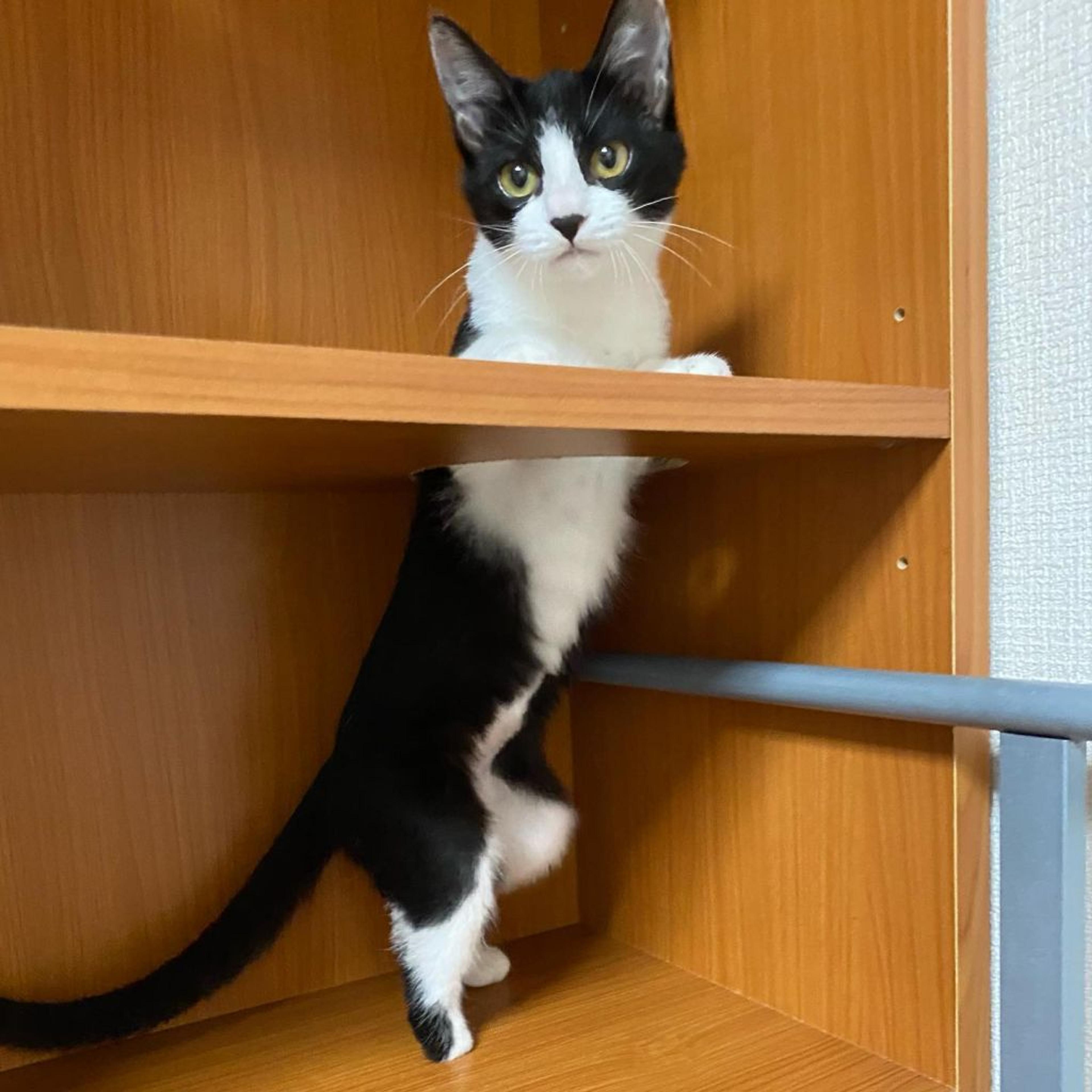 pet-image-4