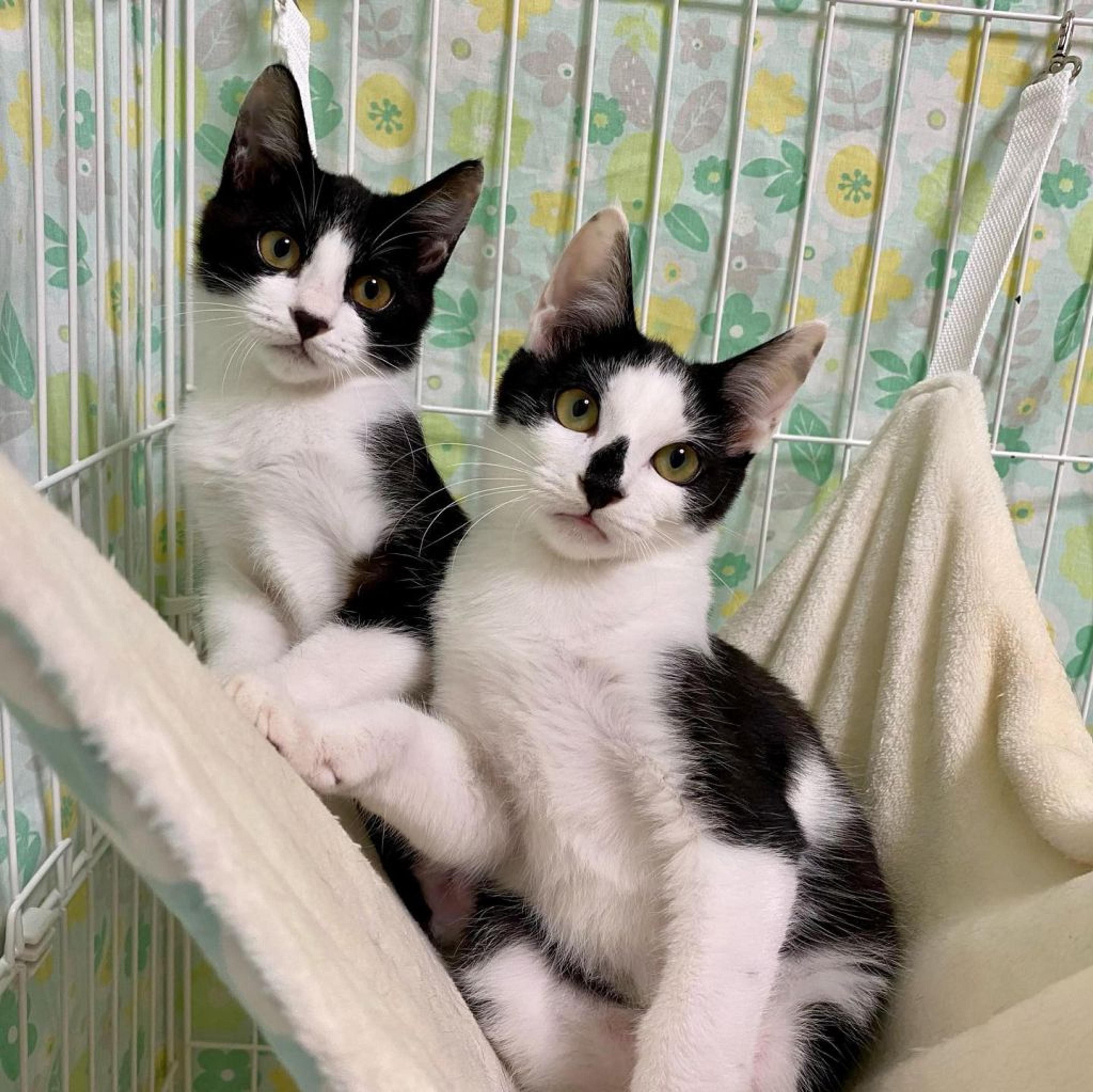 pet-image-5