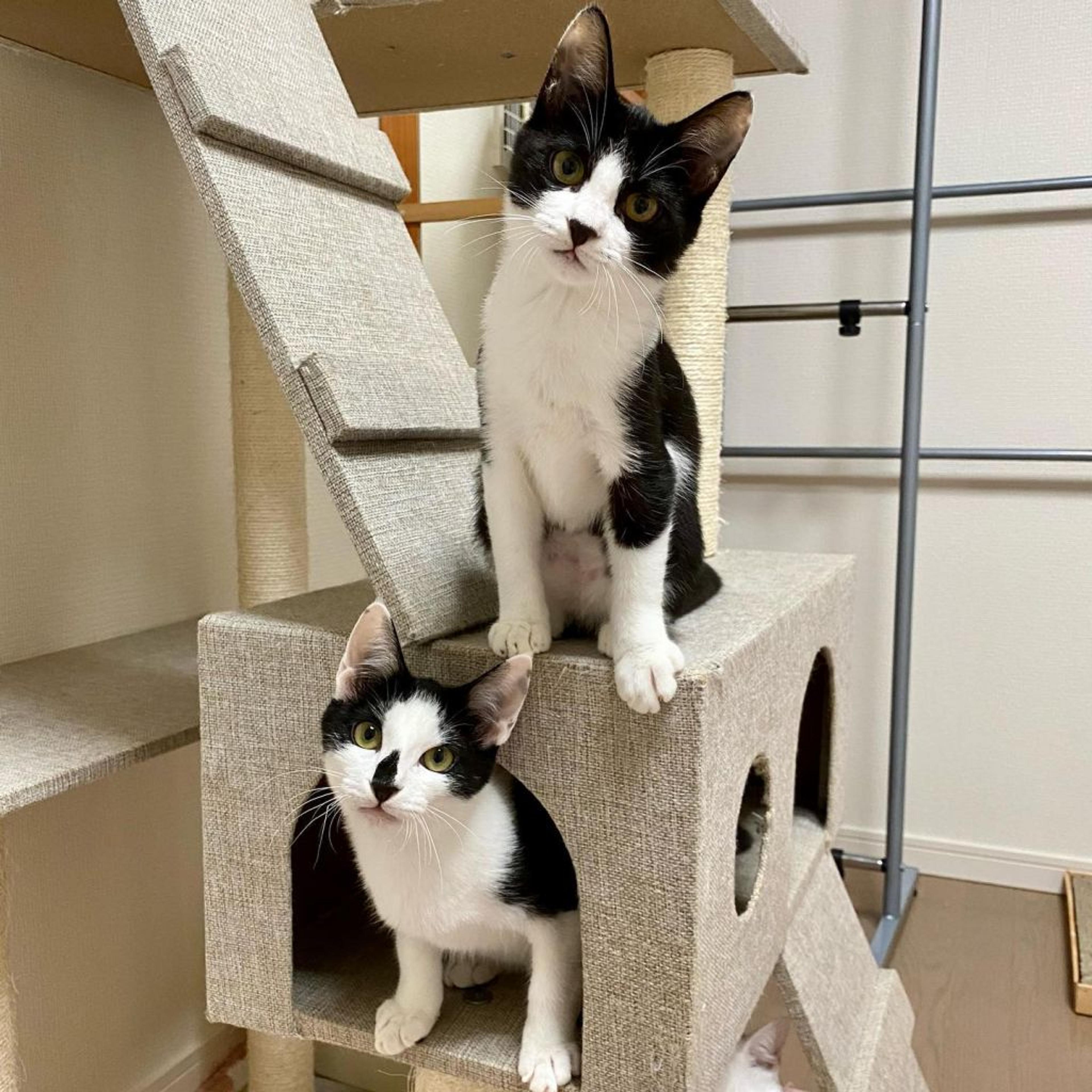 pet-image-6