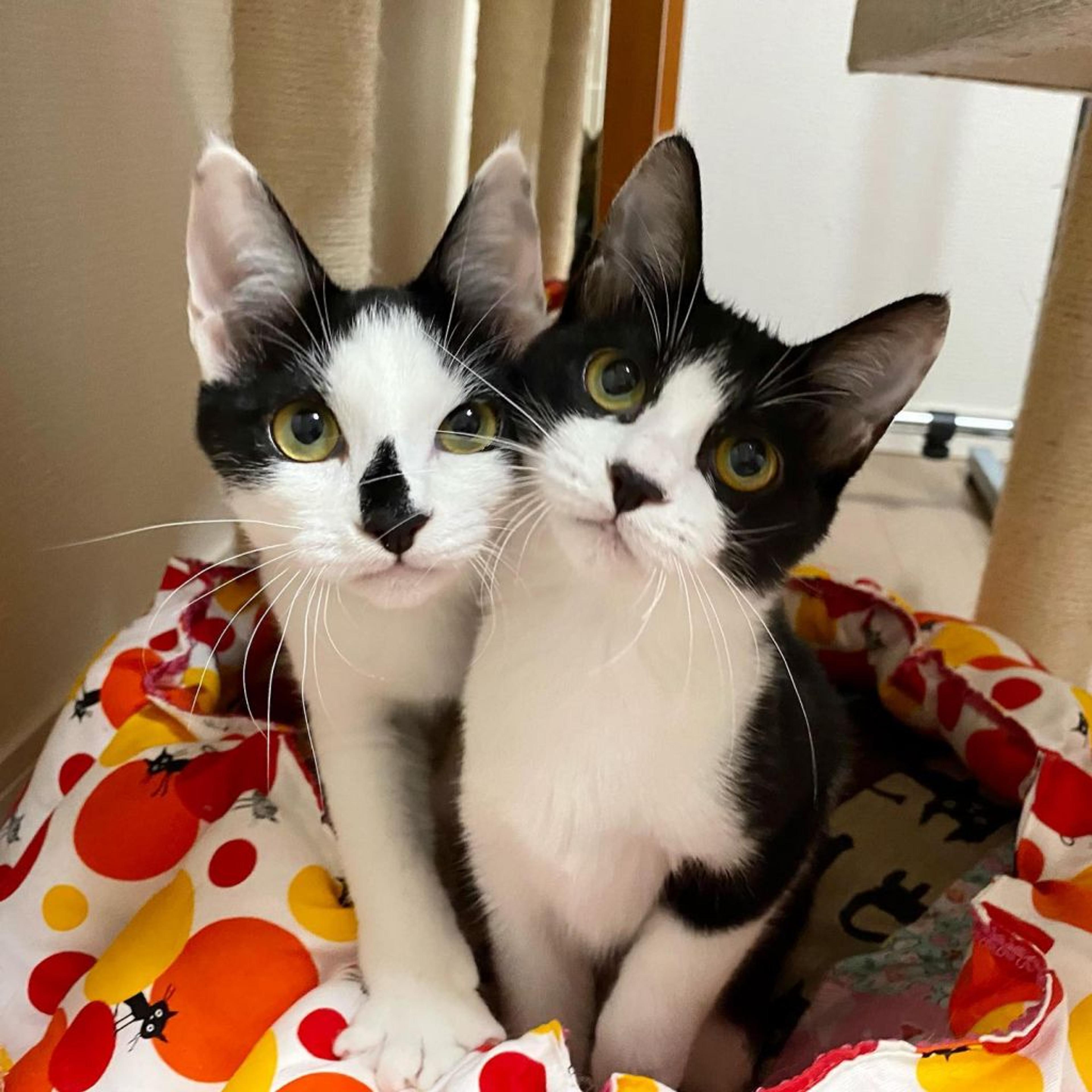 pet-image-8