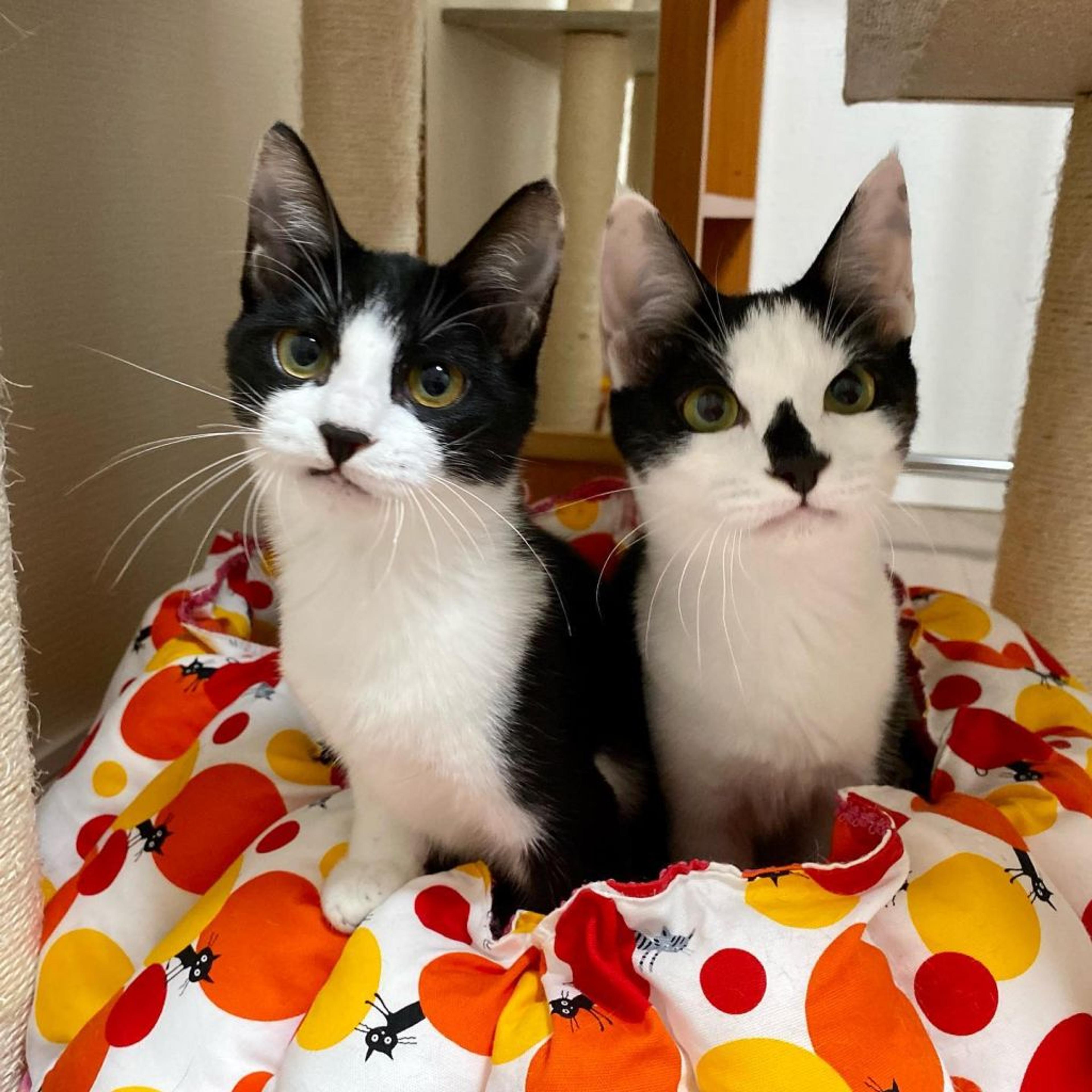 pet-image-9