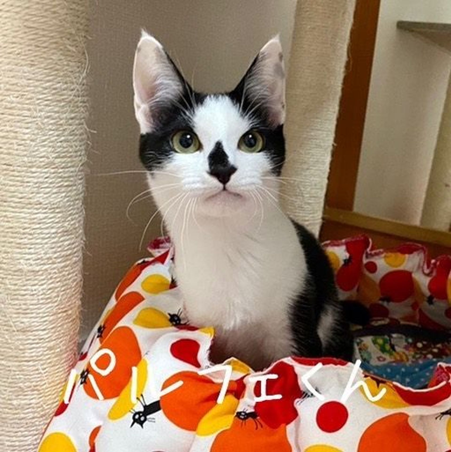 雑種（ミックス猫）・オスの里親募集の写真