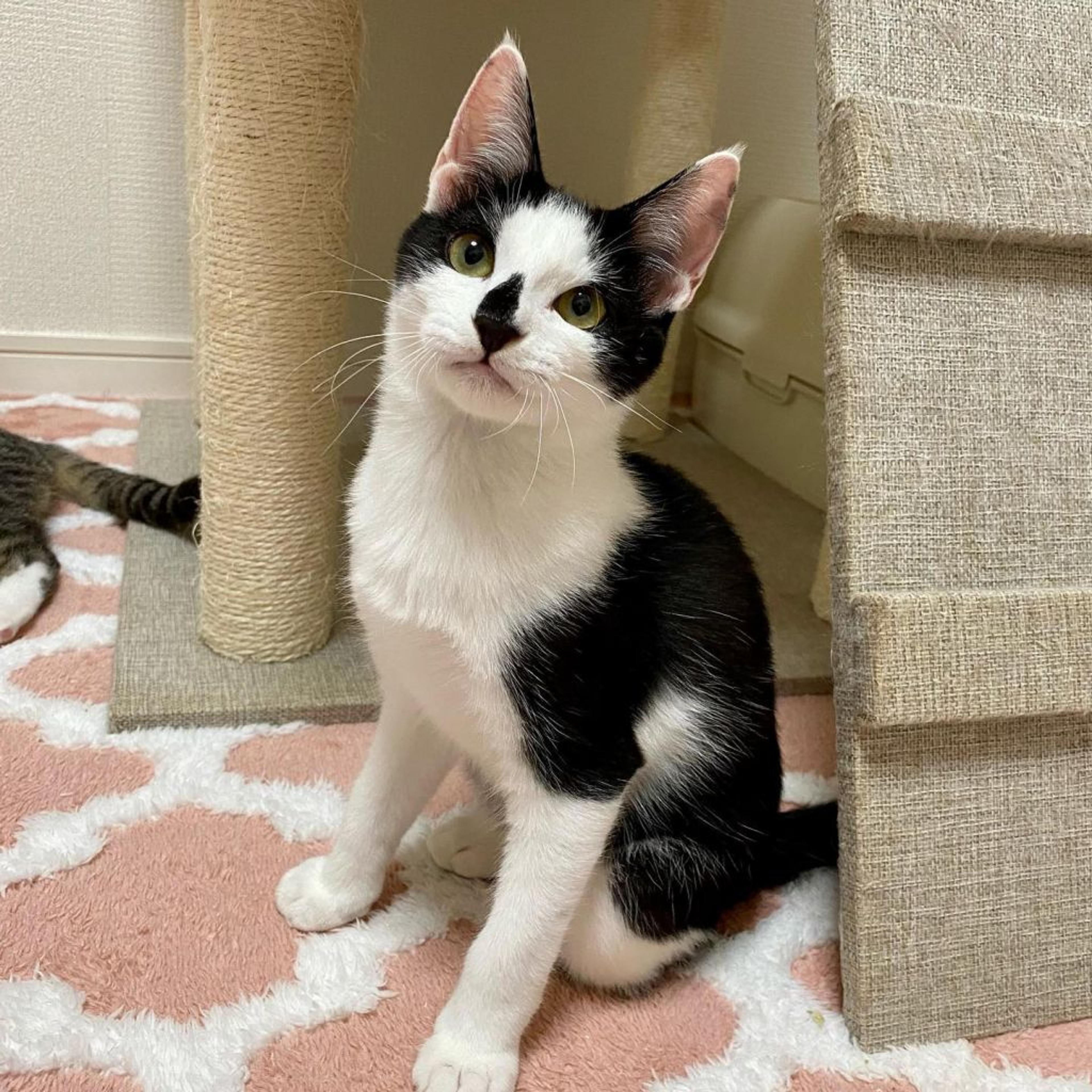 pet-image-2