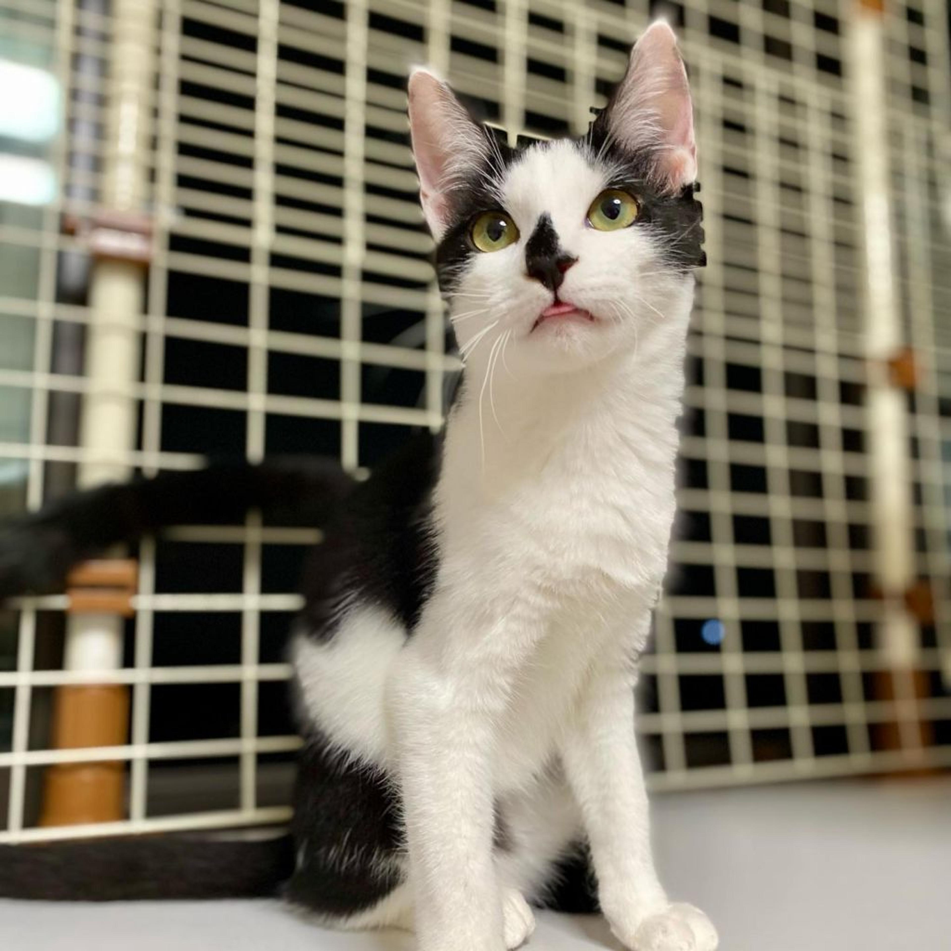 pet-image-3