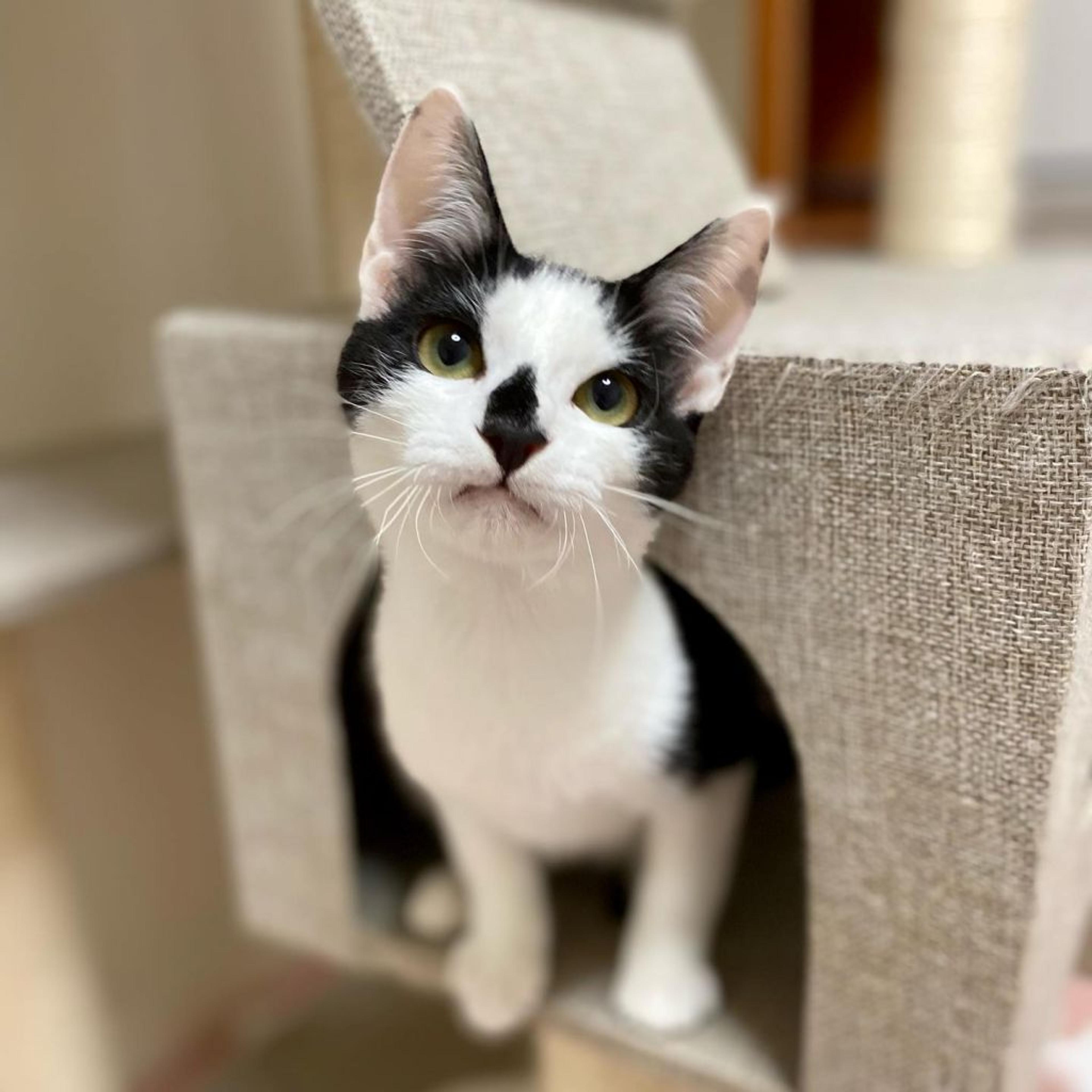 pet-image-4