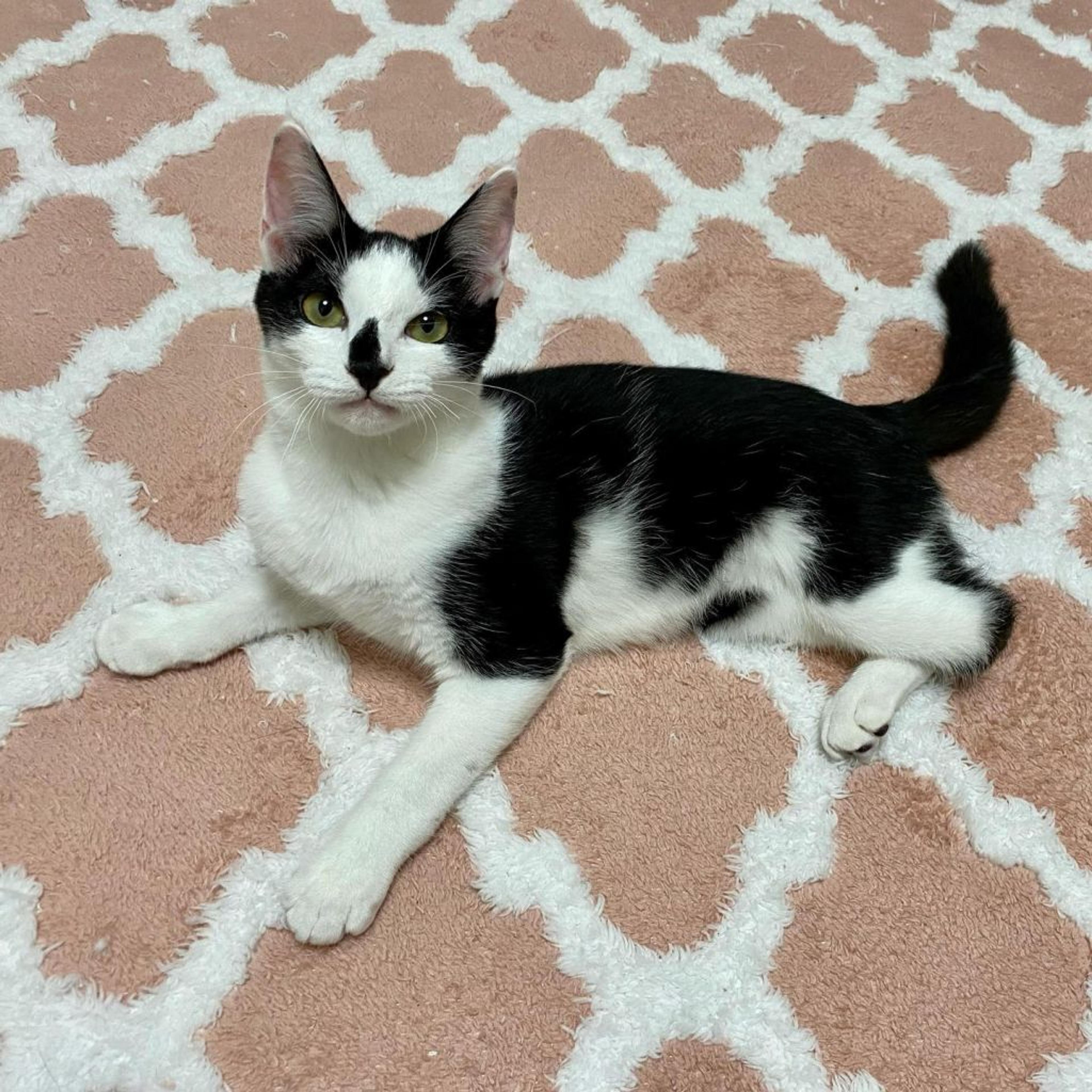 pet-image-5