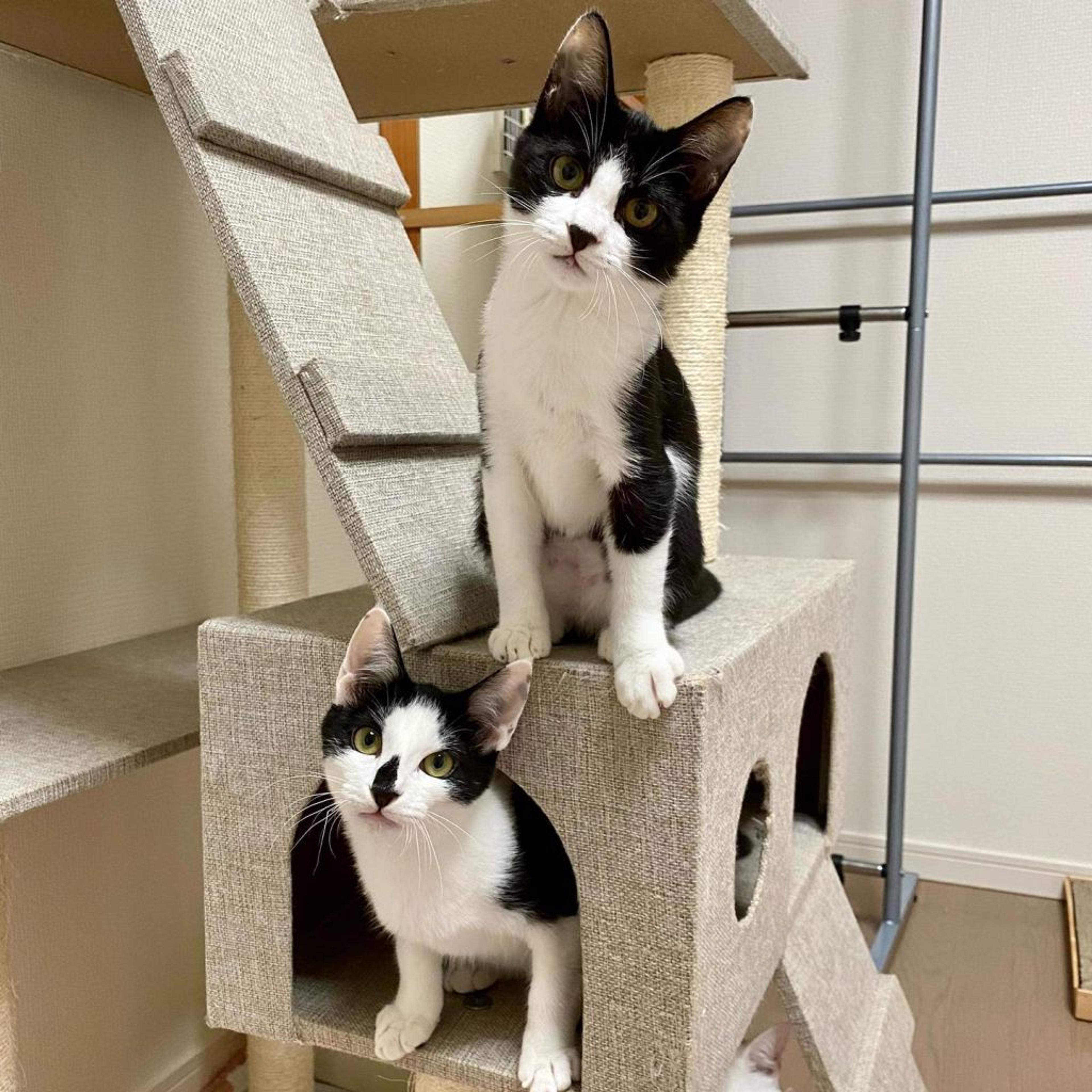 pet-image-7