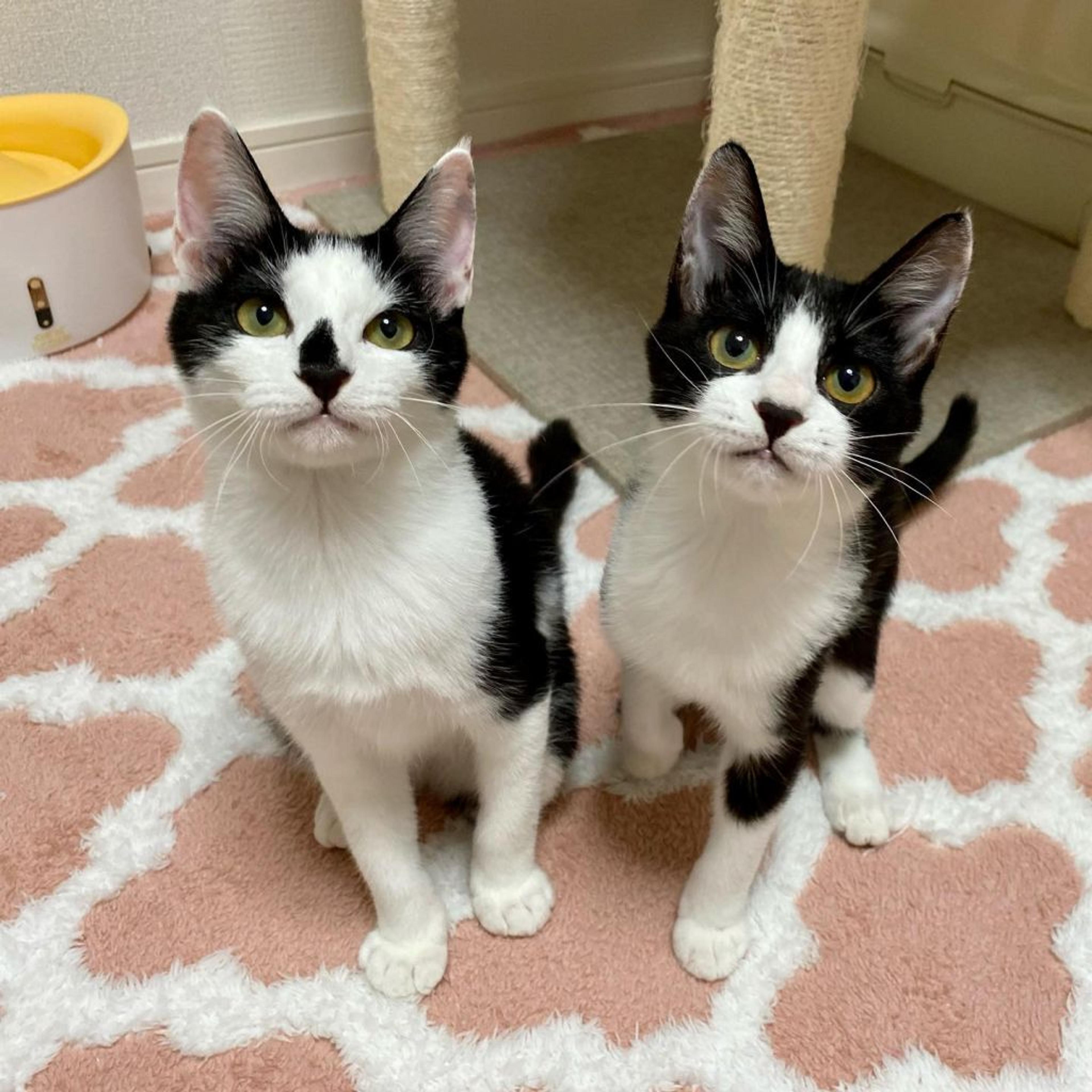 pet-image-8