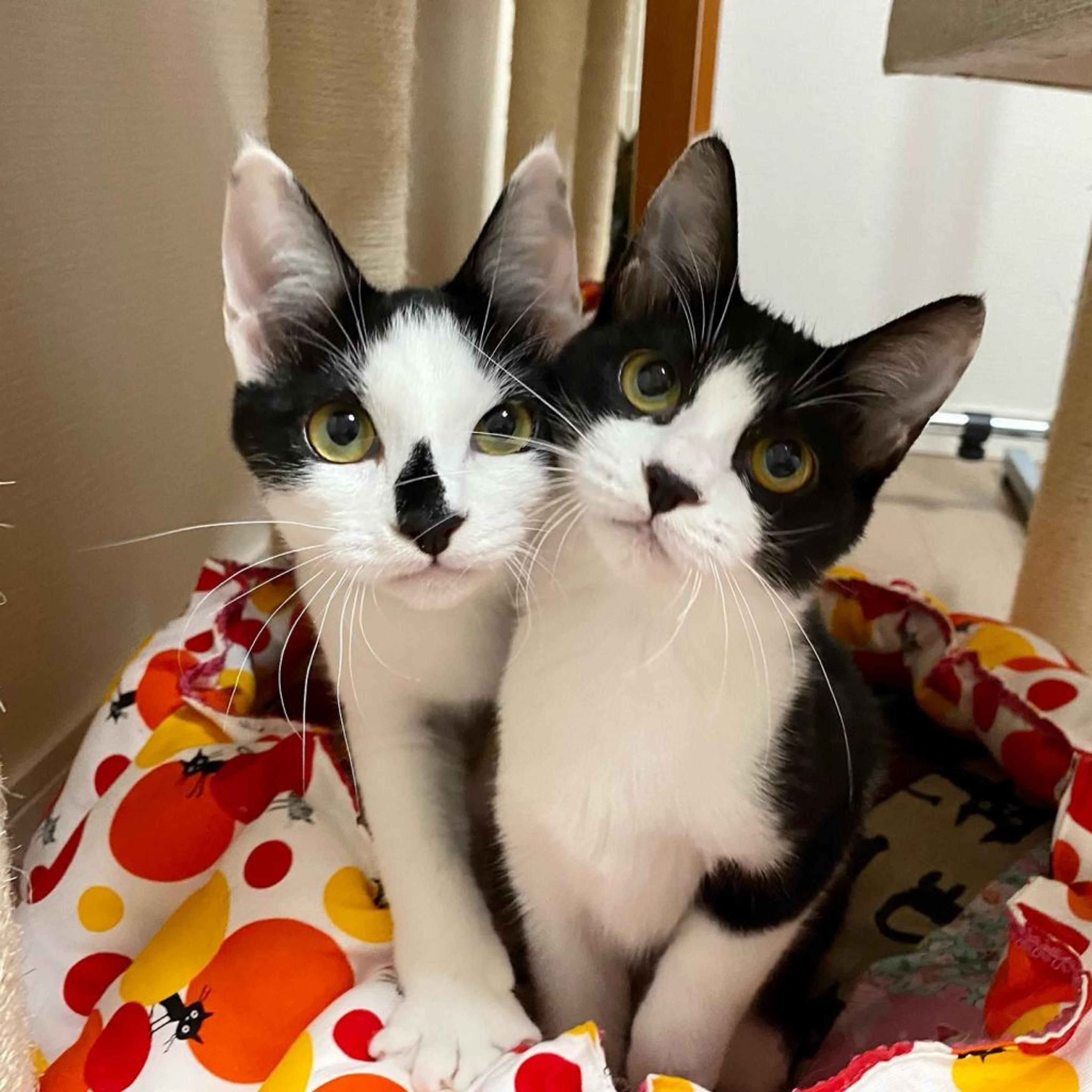 pet-image-9