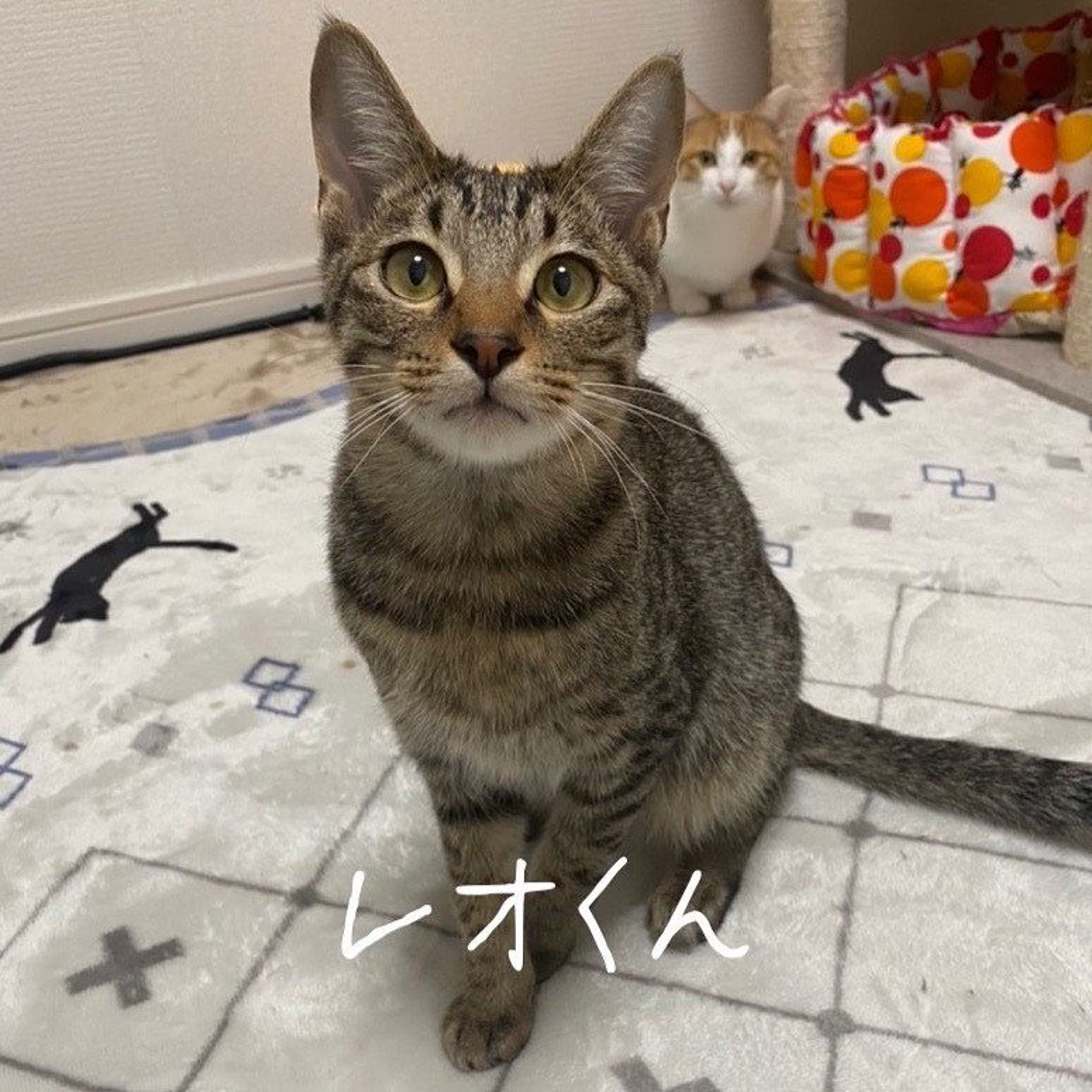 雑種（ミックス猫）・オスの里親募集の写真