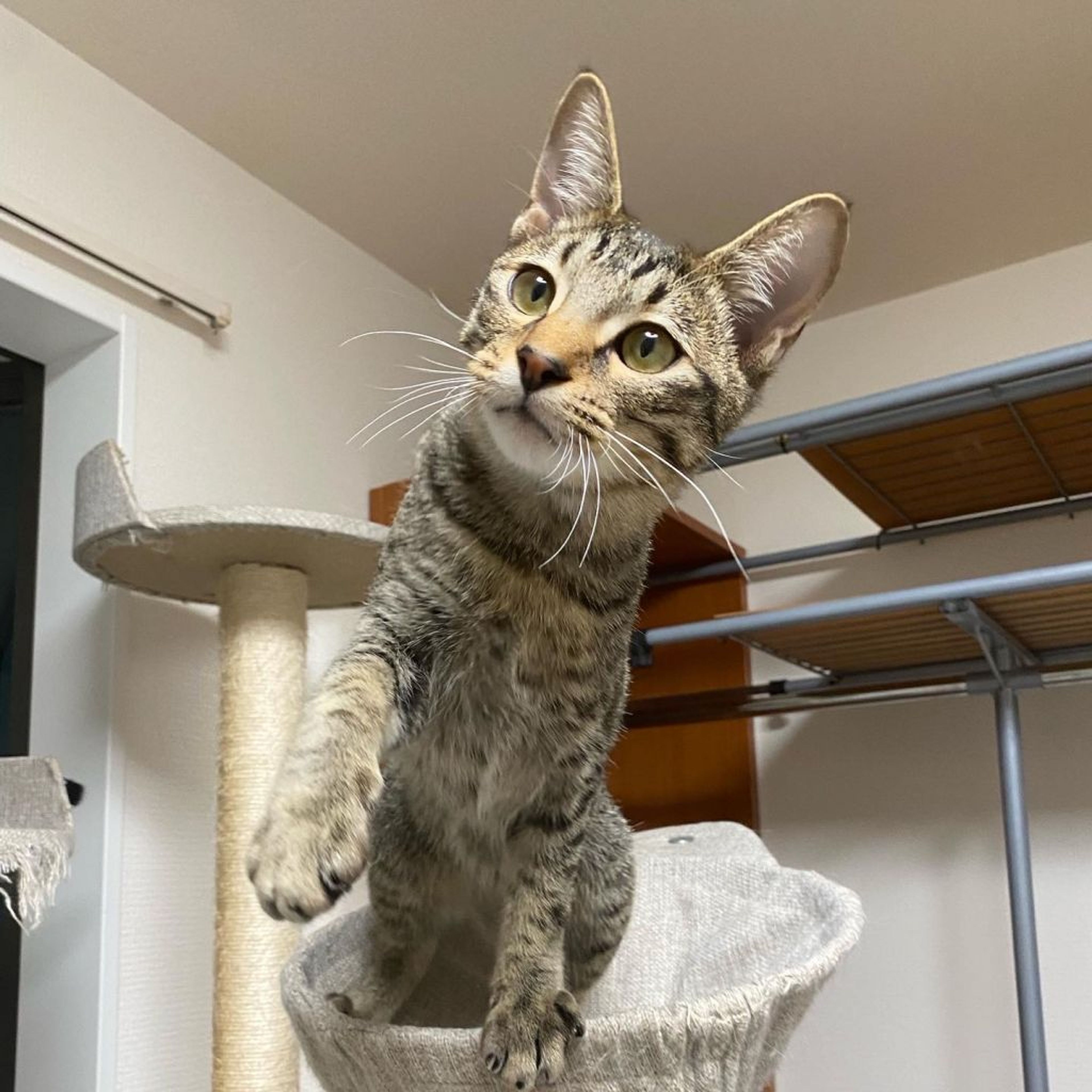 pet-image-3