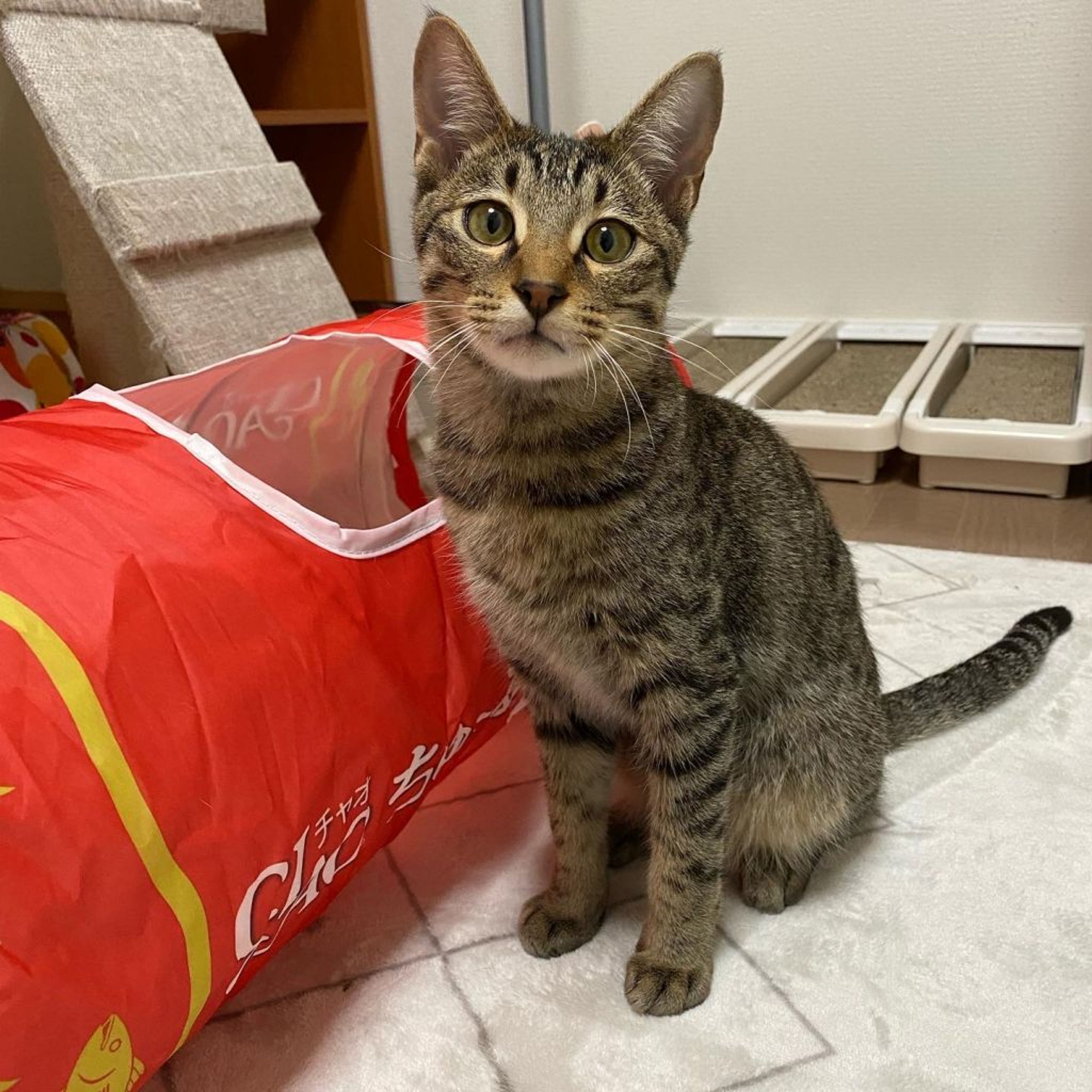 pet-image-5