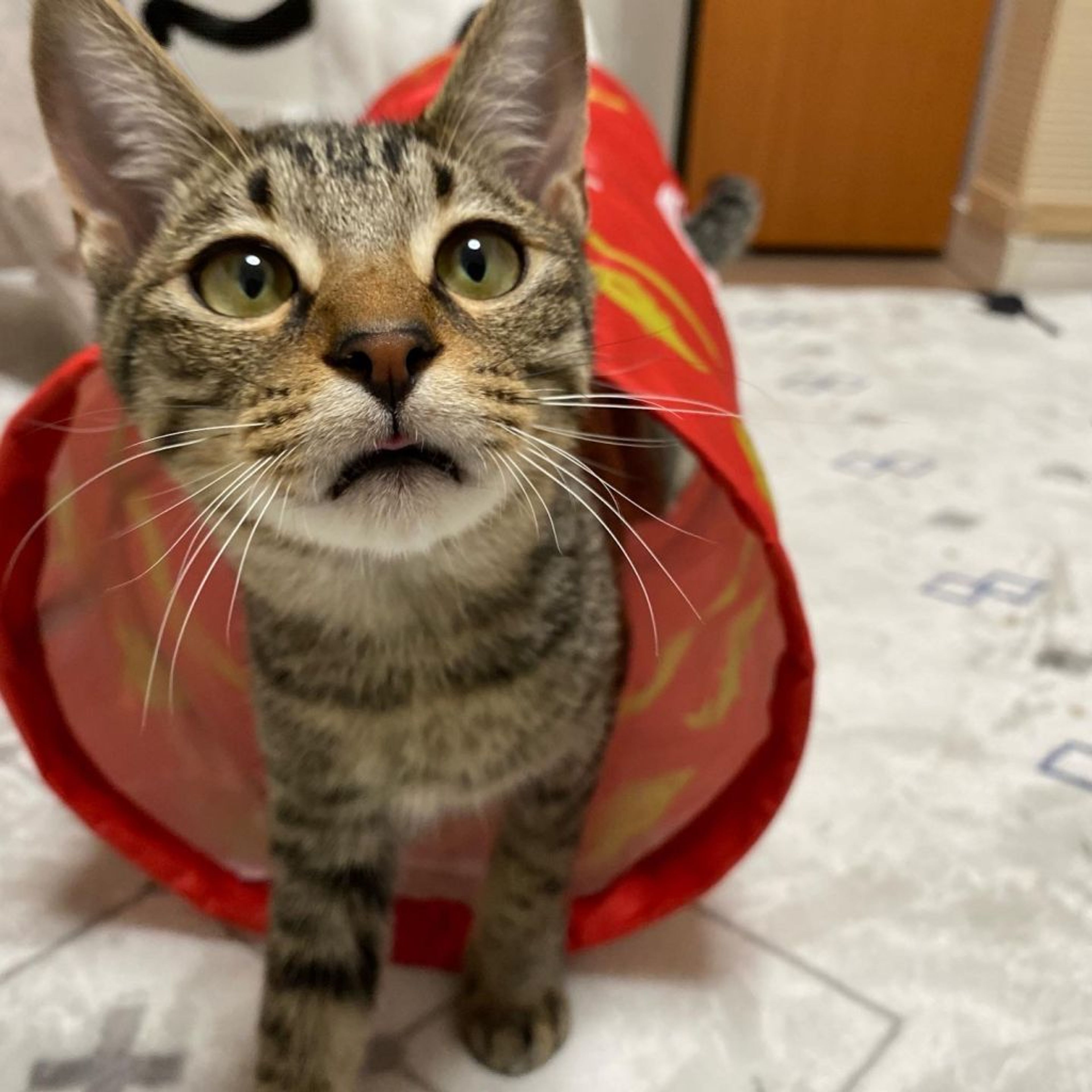 pet-image-6