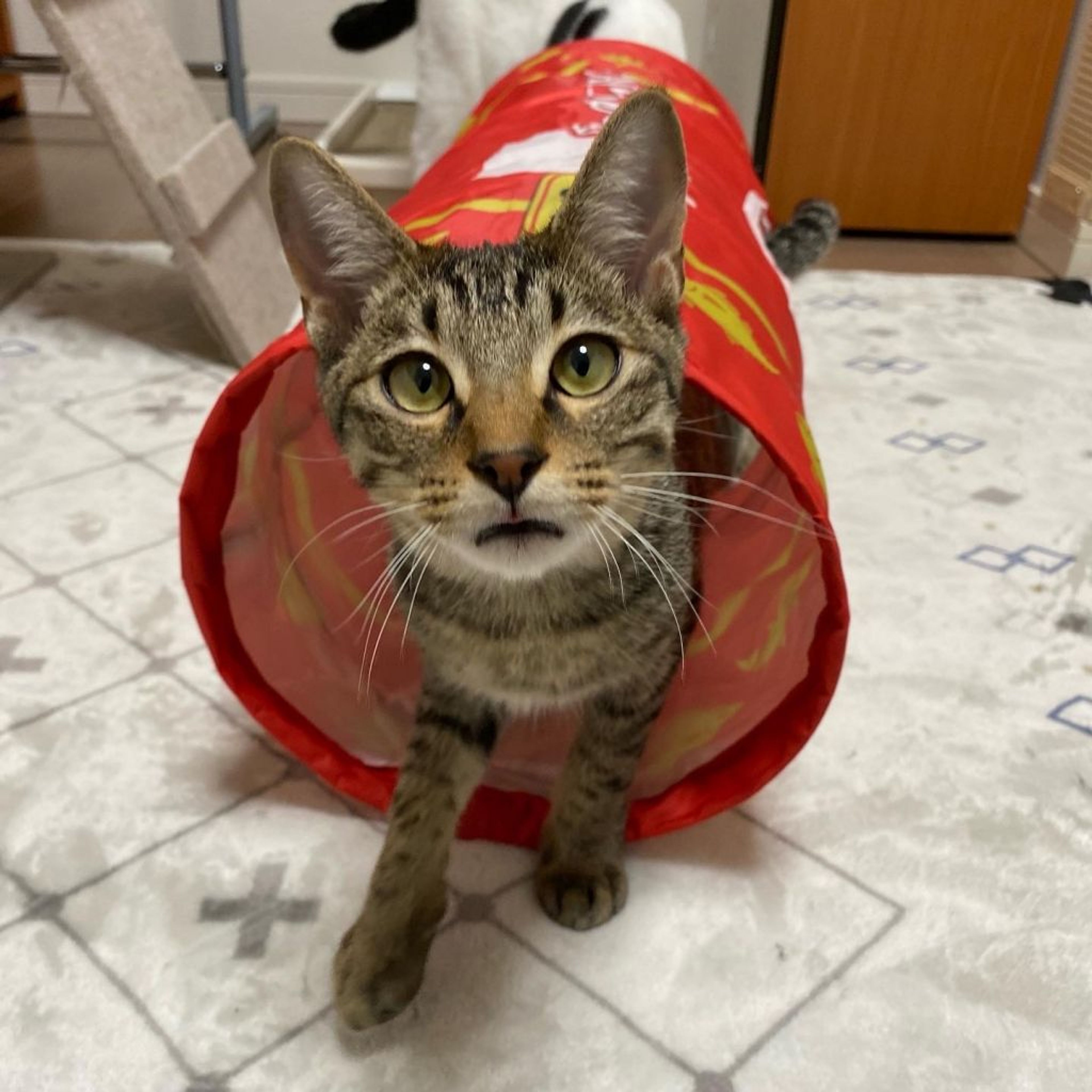 pet-image-7