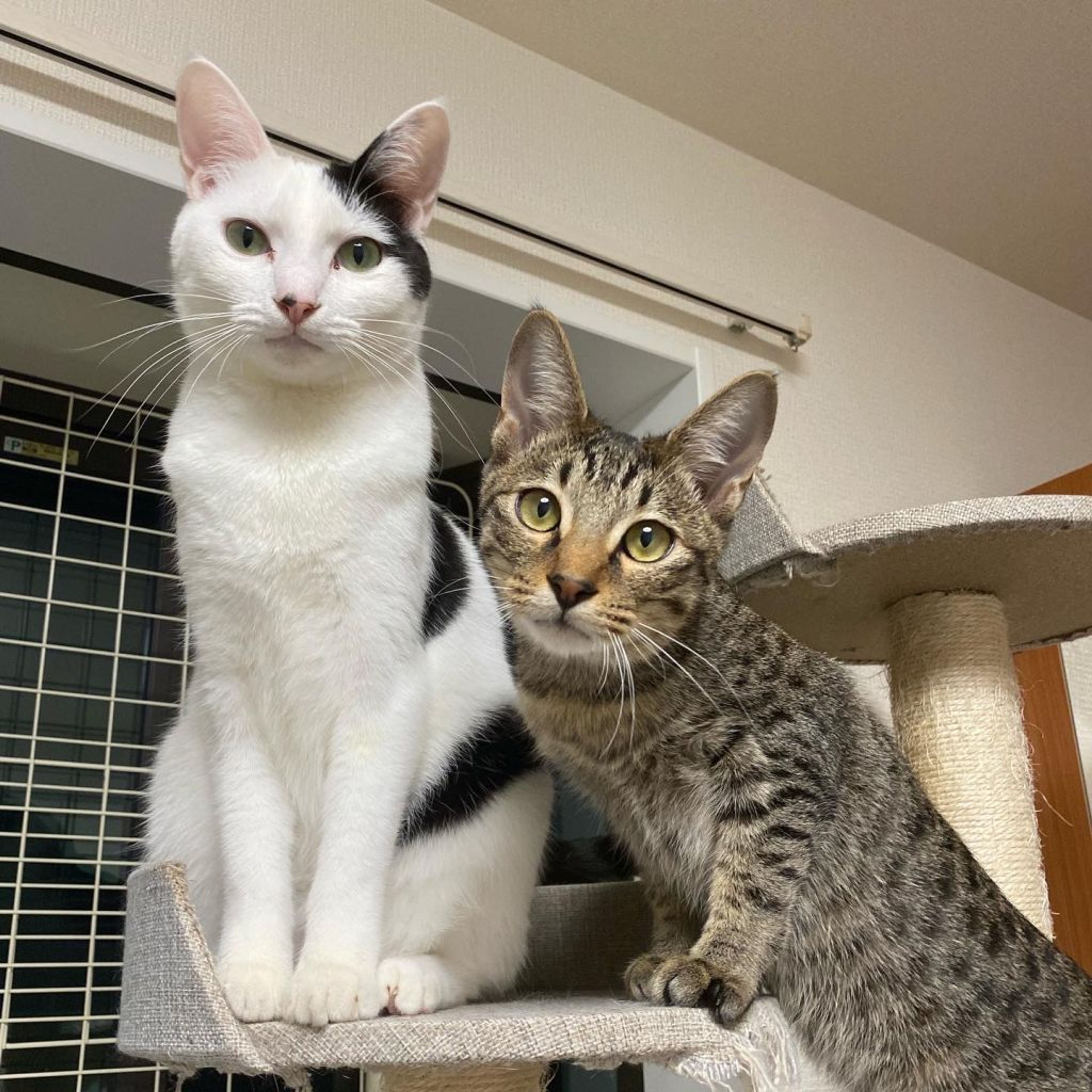 pet-image-8
