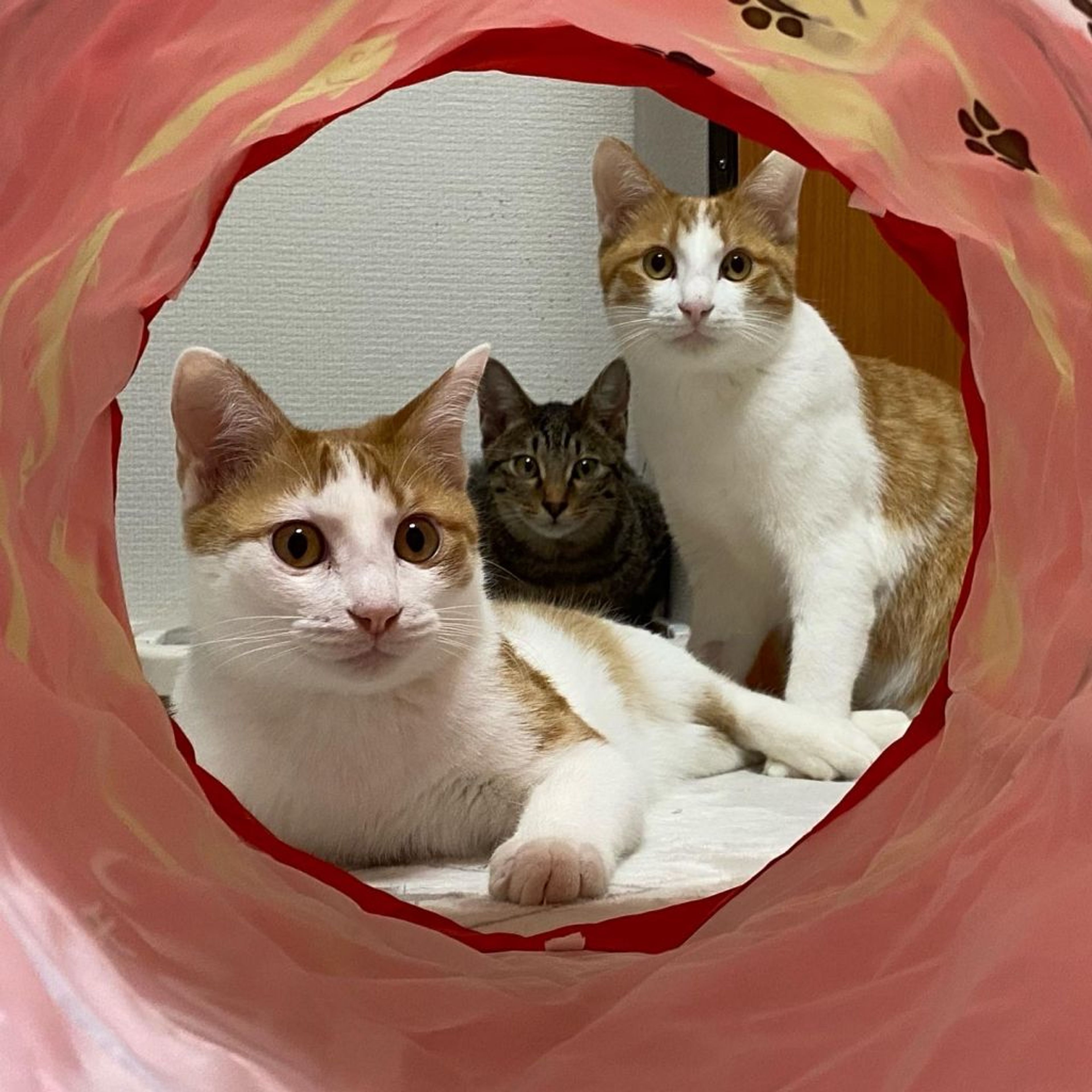 pet-image-9