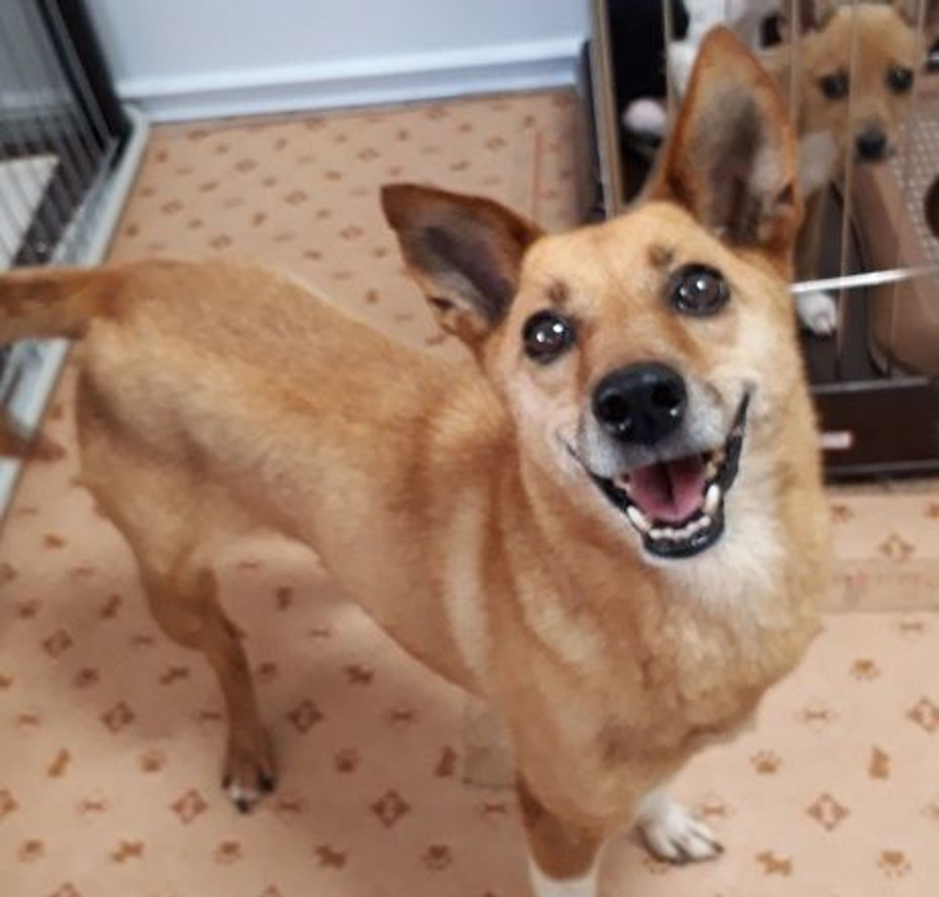 雑種（ミックス犬）・メスの里親募集の写真
