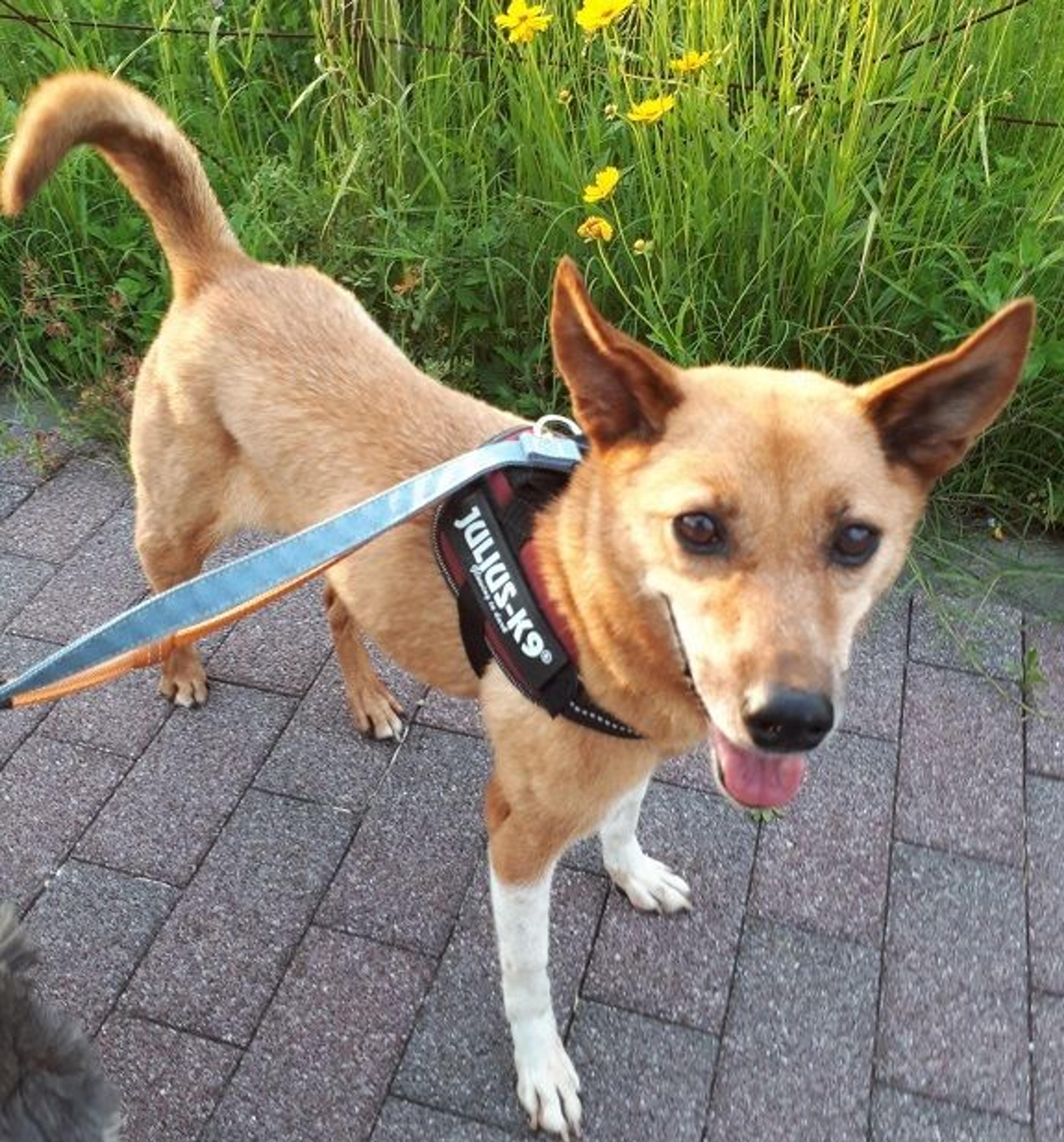 pet-image-2