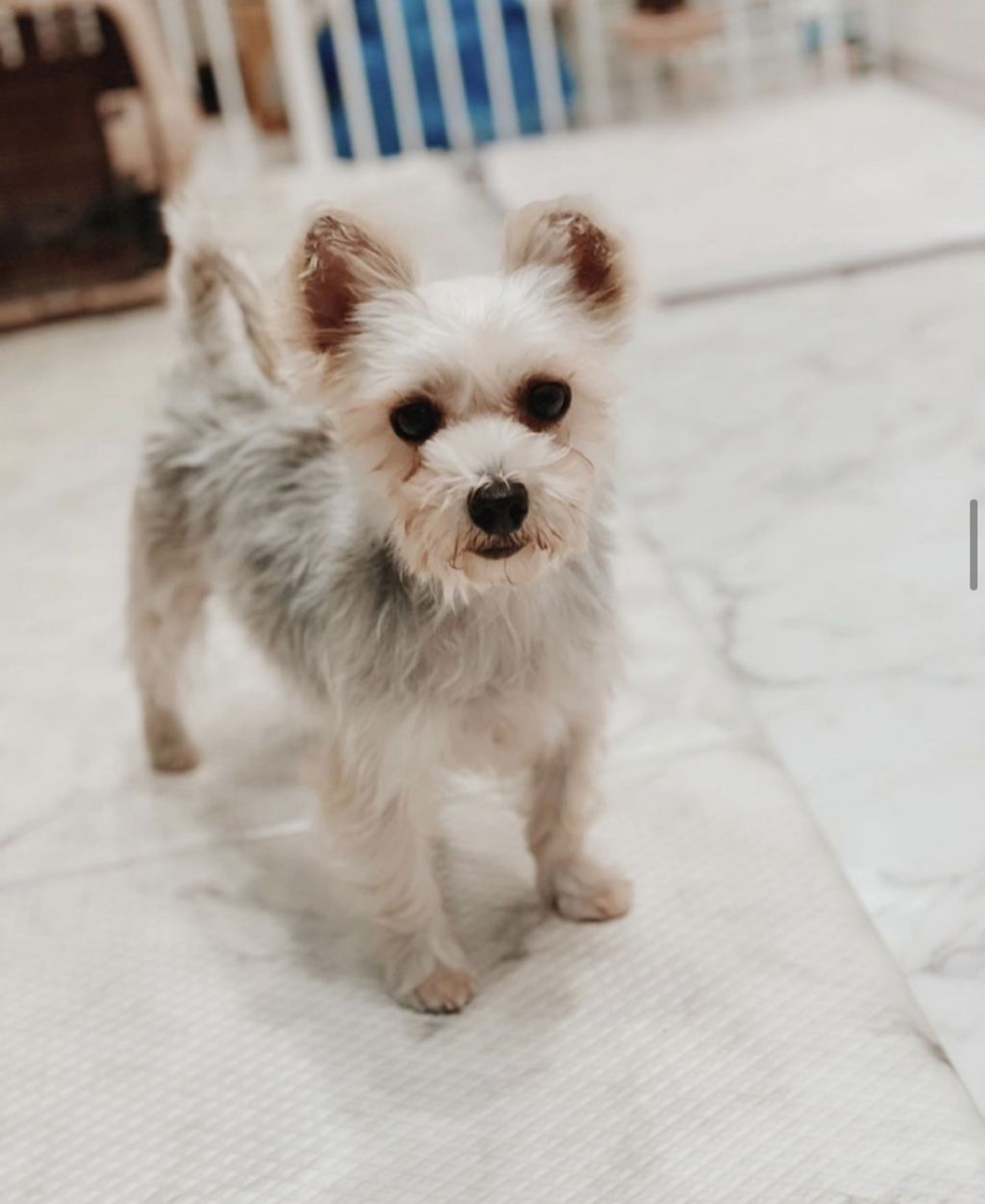 雑種（ミックス犬）・メスの里親募集の写真