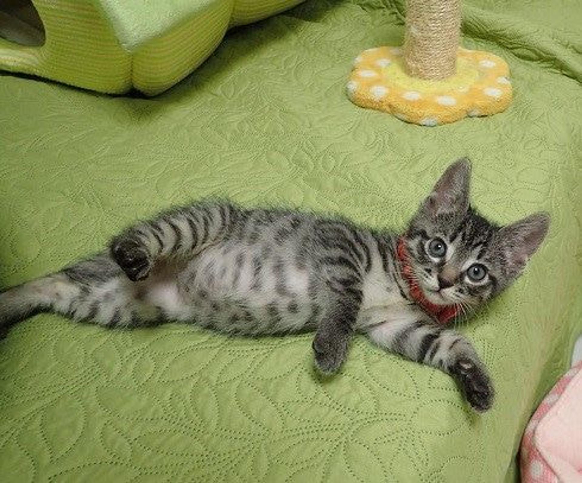 pet-image-2
